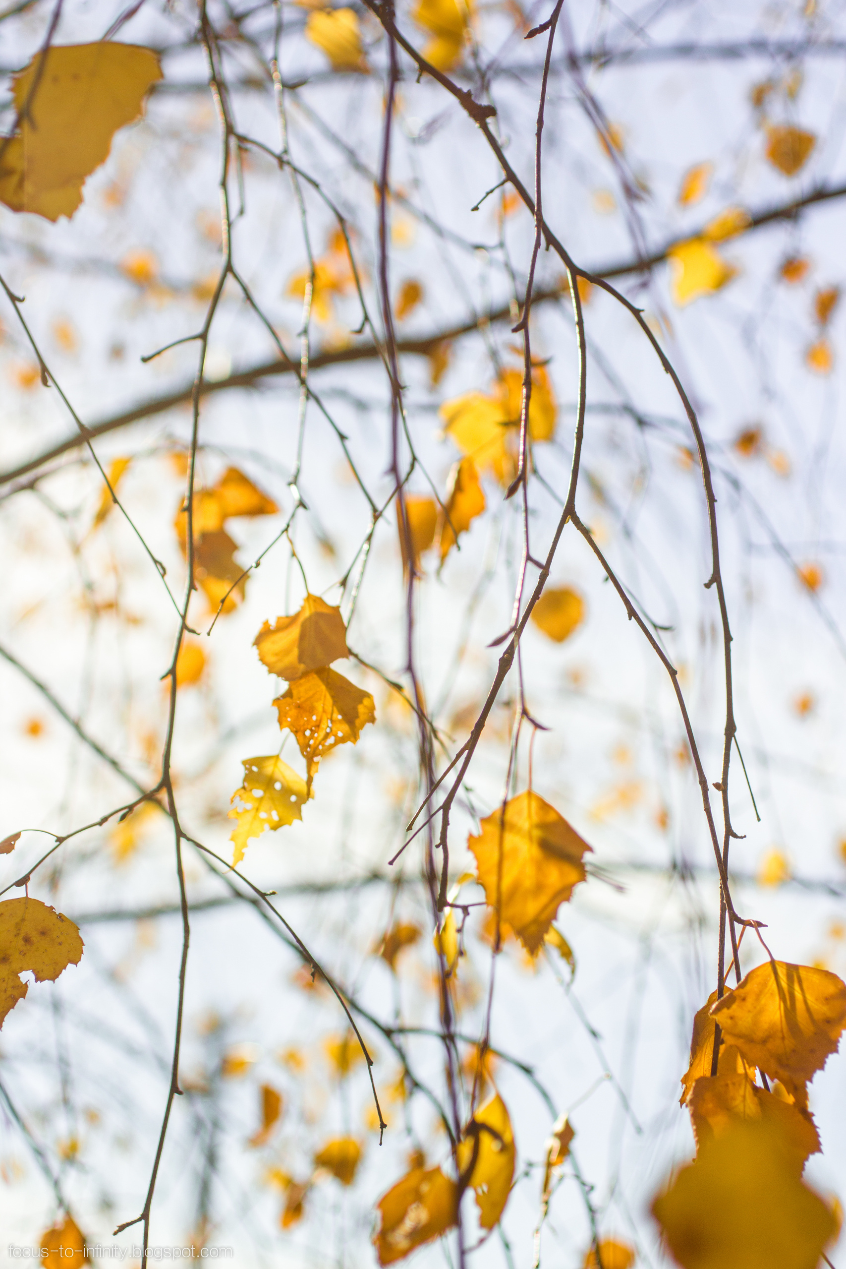 Goldener Herbst am Ufer der Wolga. Maria Chistyakovа — Fotografin in Karlsruhe, Baden-Baden und Umgebung