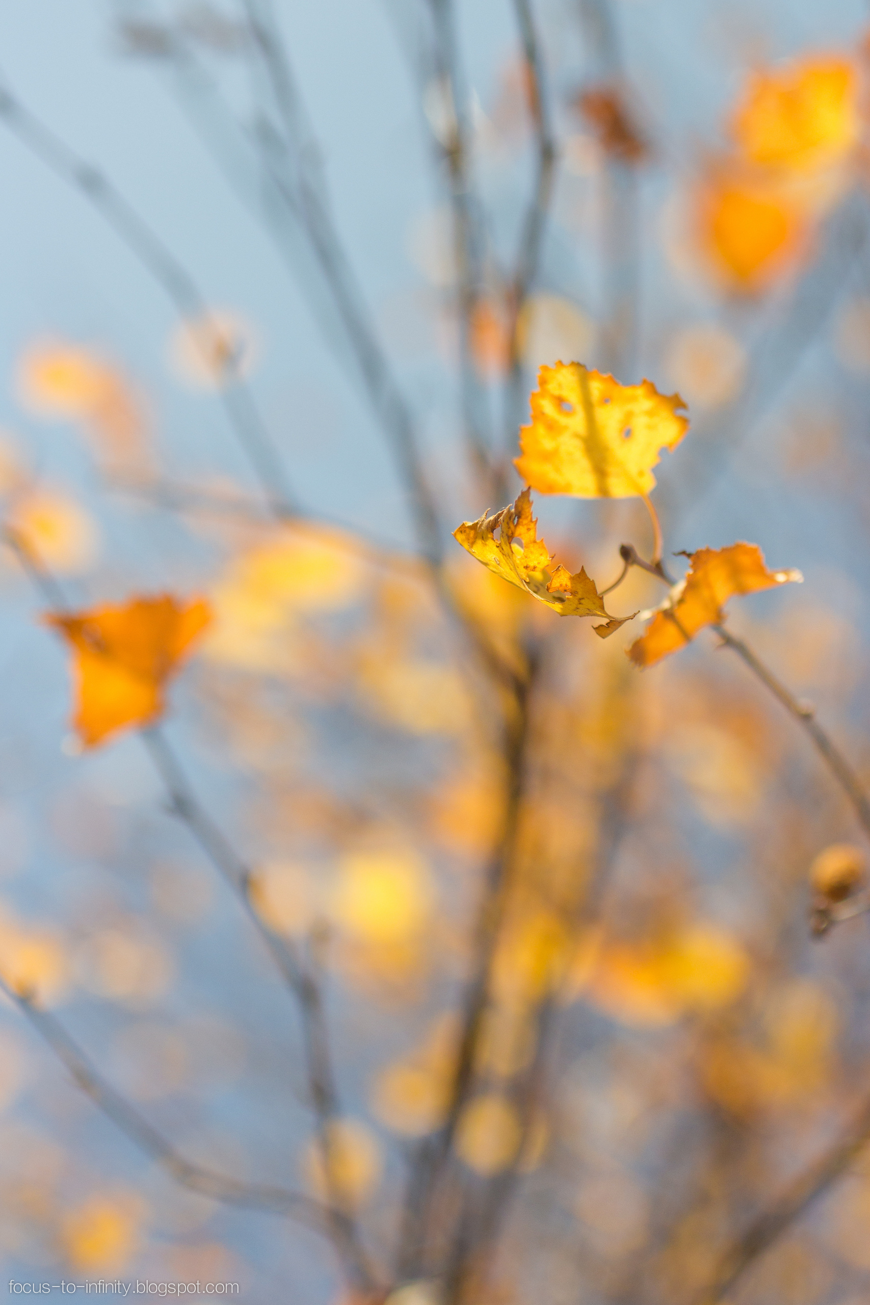 Goldener Herbst am Ufer der Wolga. Maria Chistyakovа — Fotografin in Karlsruhe, Baden-Baden und Umgebung