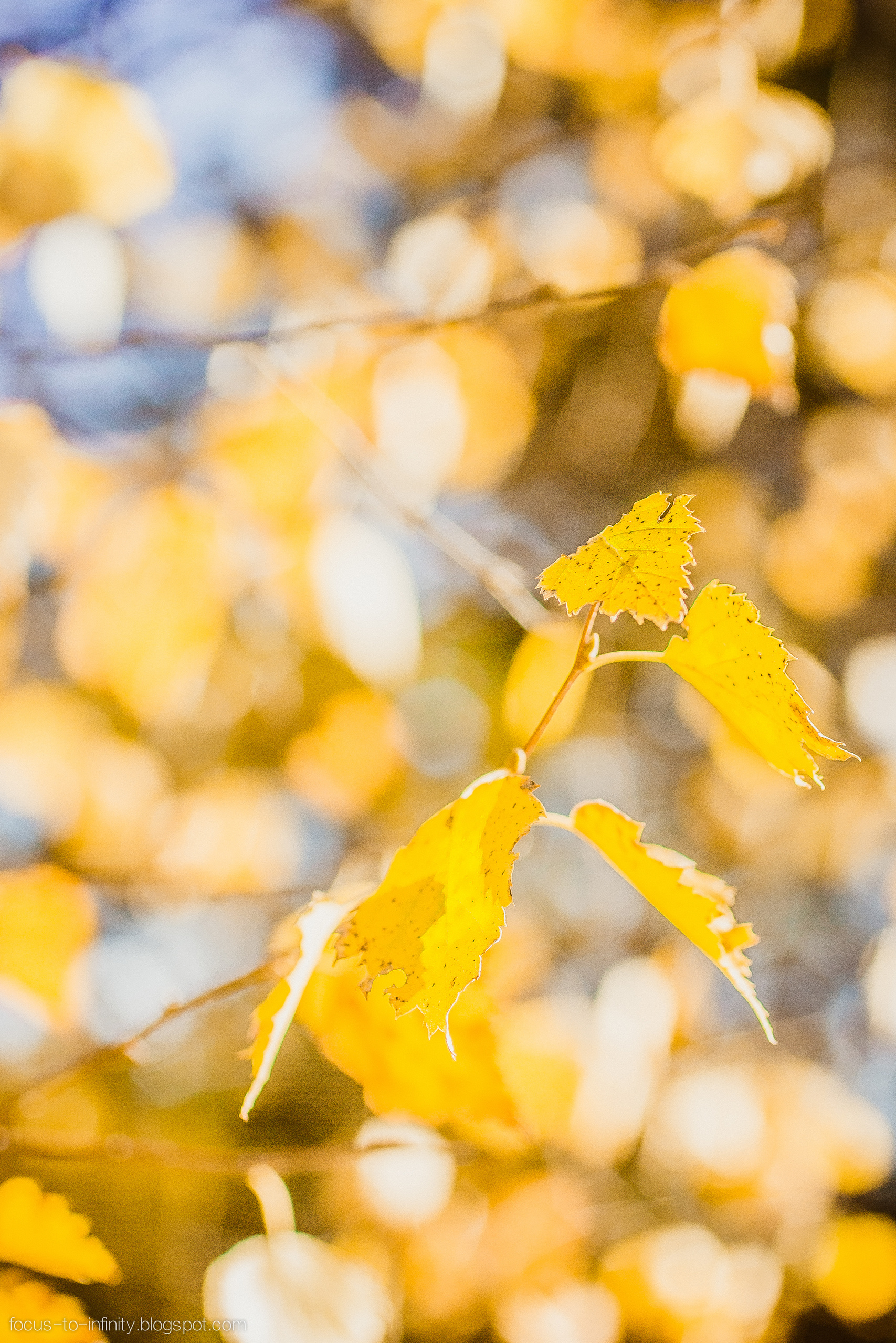 Goldener Herbst am Ufer der Wolga. Maria Chistyakovа — Fotografin in Karlsruhe, Baden-Baden und Umgebung