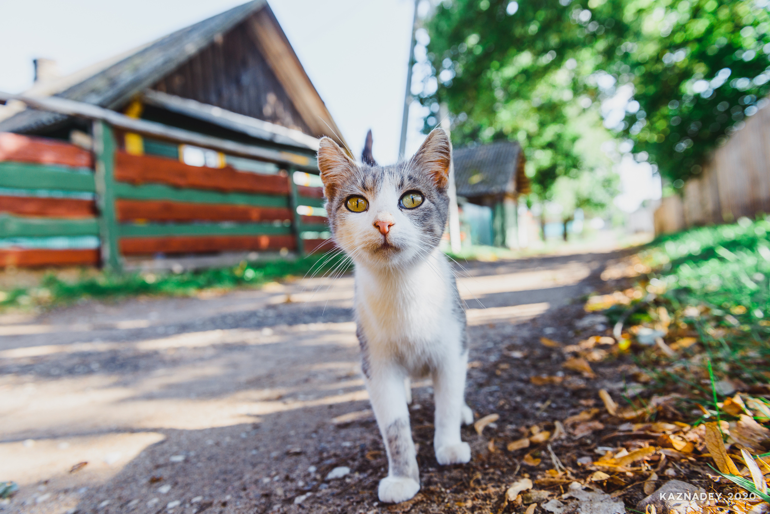 Дорога тишины, Алексей Казнадей, kaznadey