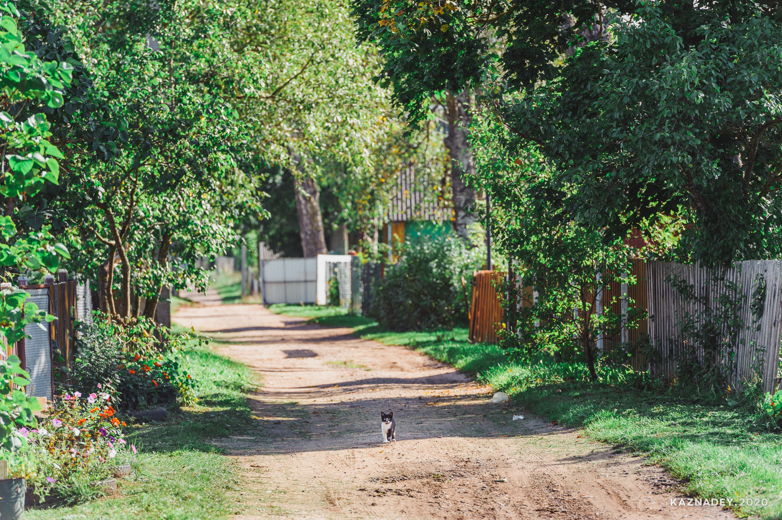 Дорога тишины, Алексей Казнадей, kaznadey