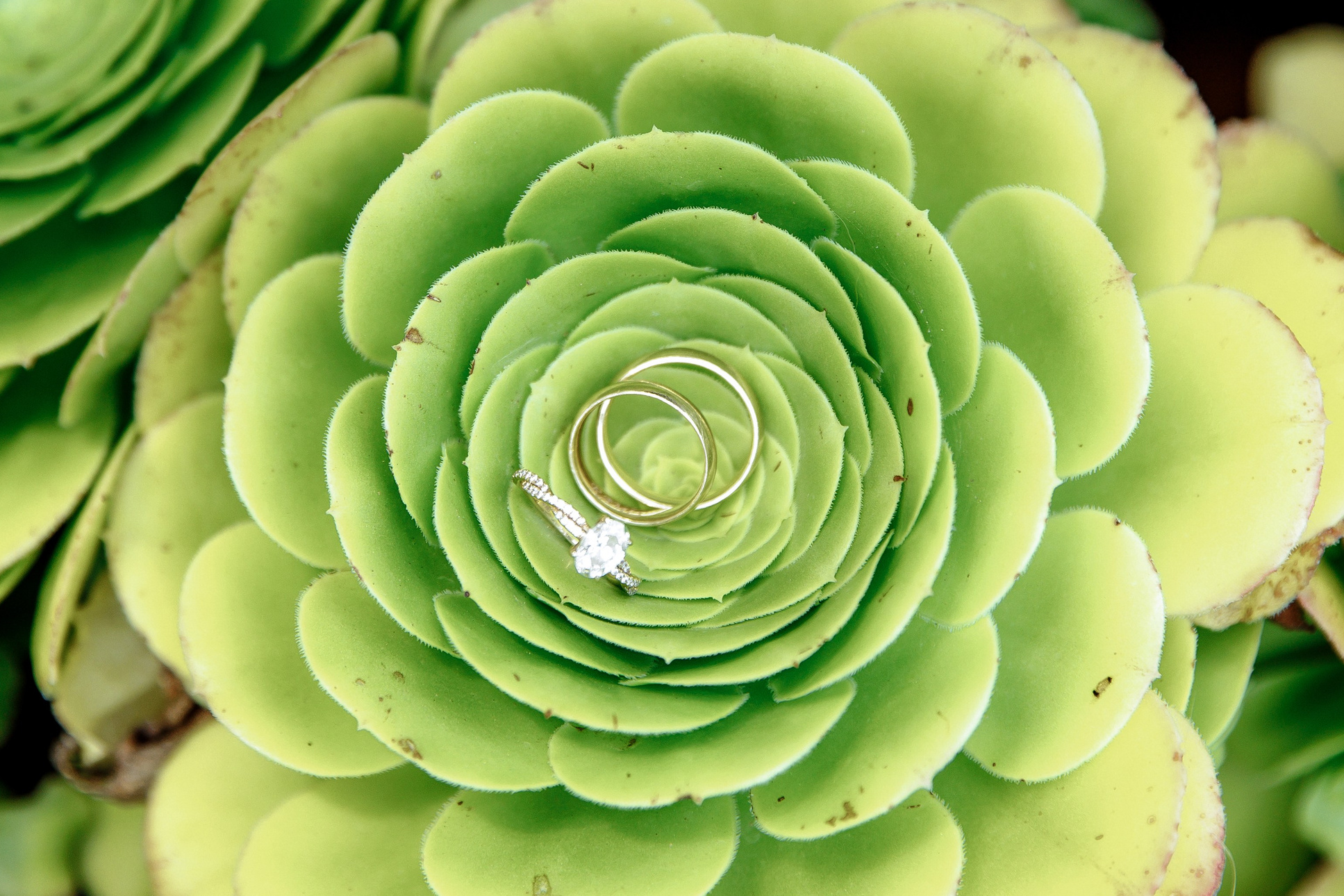 Dreamy Elopement in Marimurtra Botanical Garden. Wedding Photographer in Barcelona Lana Alekhina