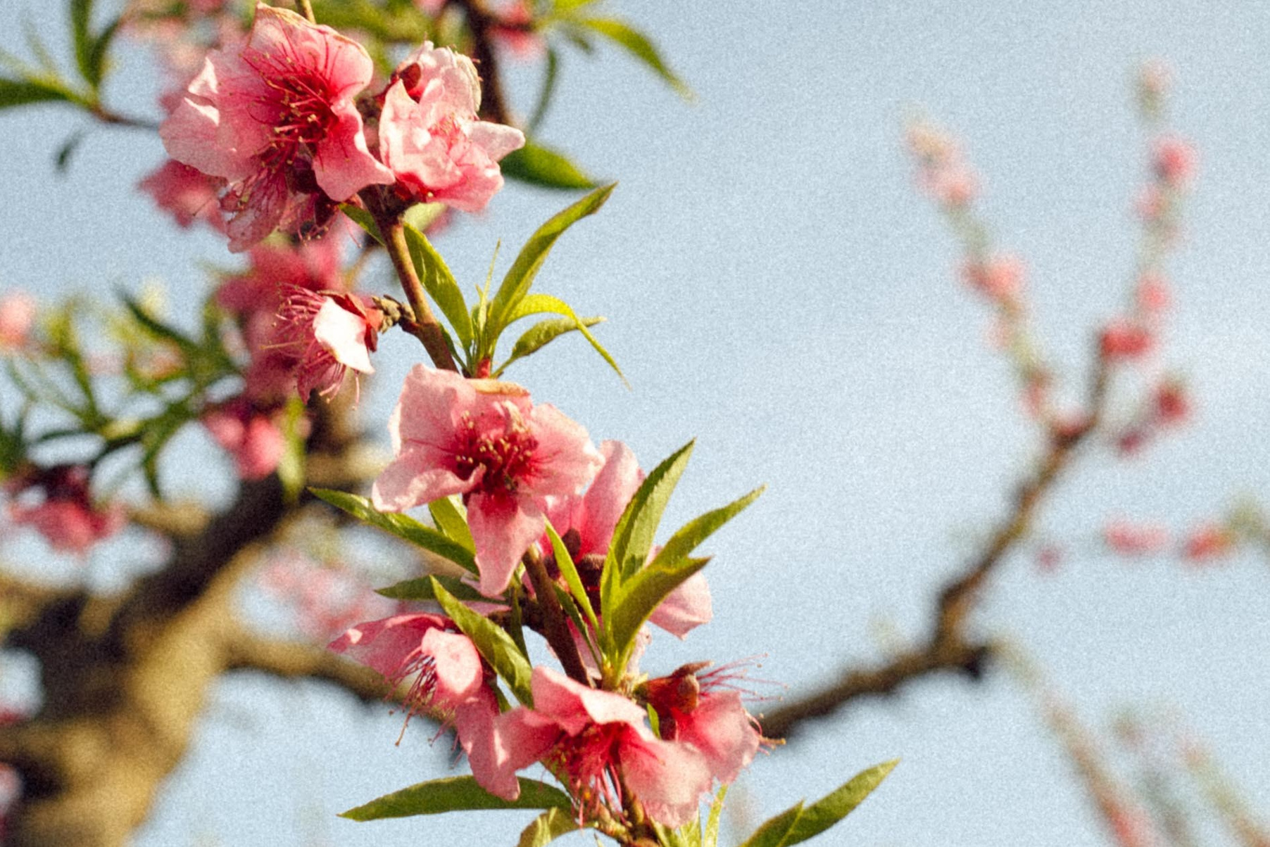 A blooming peach branch with delicate pink flowers set against a clear blue sky in Aitona