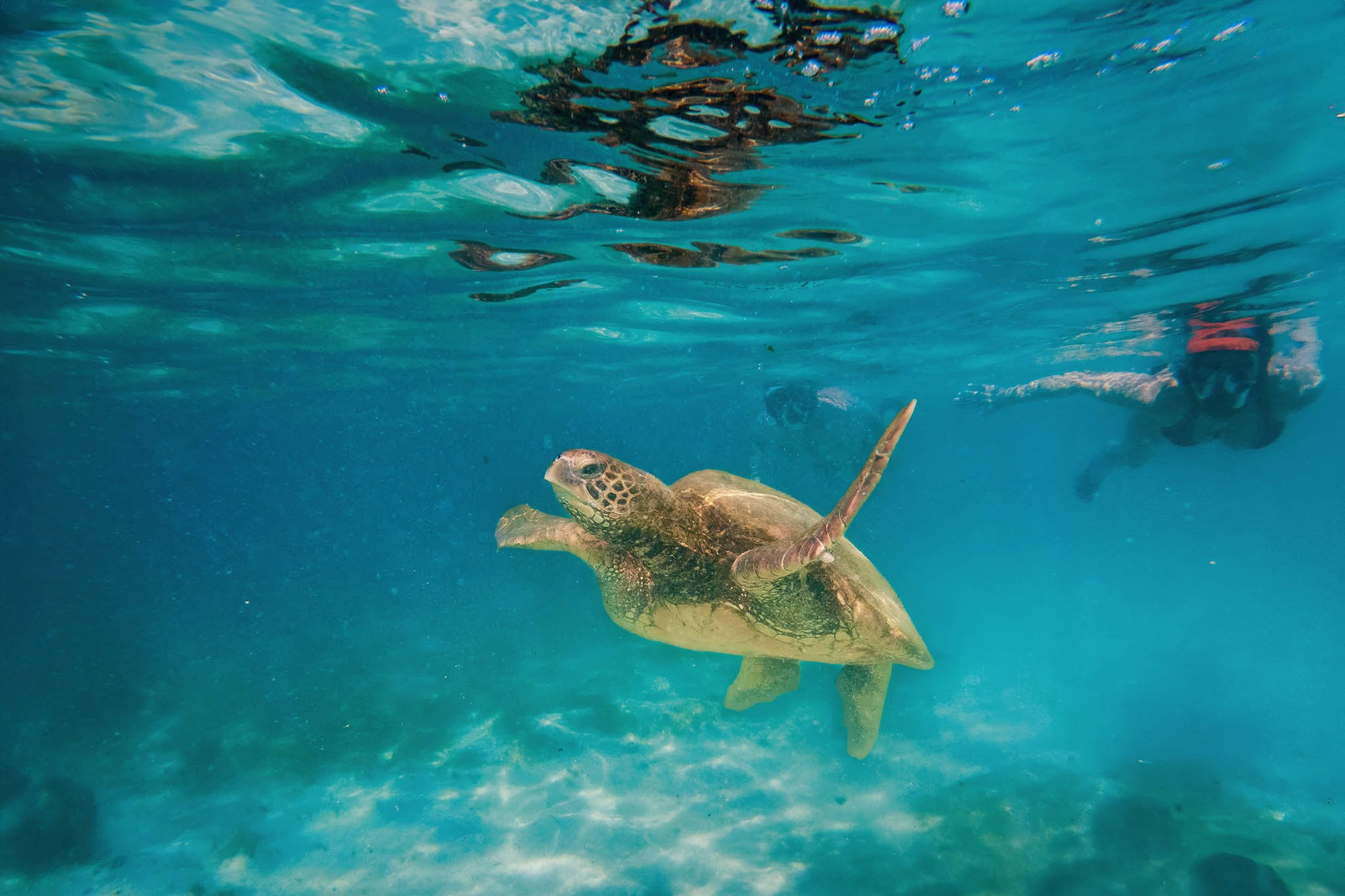 Galapagos Islands Adventure. Pet, Senior, Landscape, portrait studio, photographer in Miami and Sou