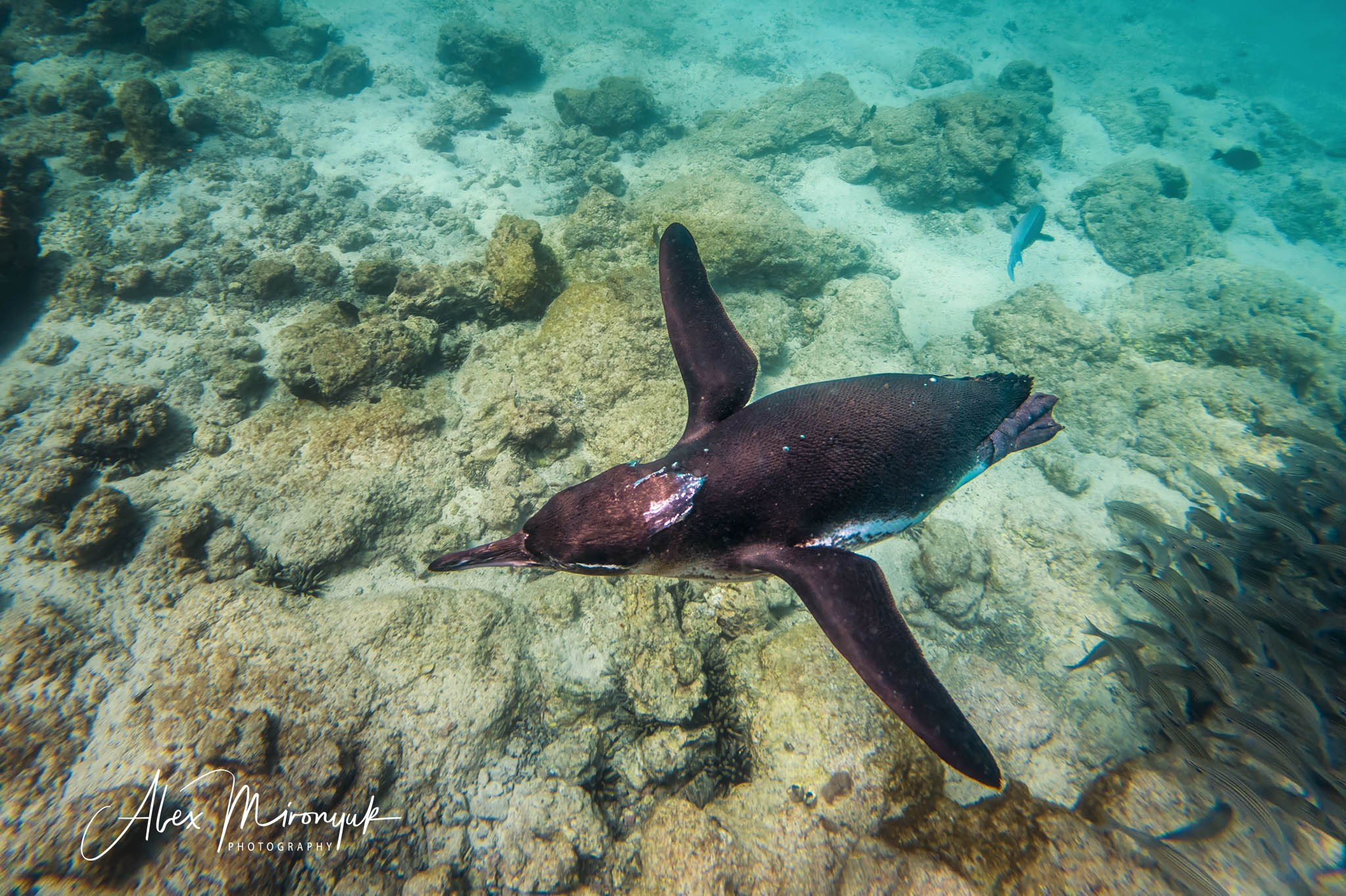 Galapagos Islands Adventure. Pet, Senior, Landscape, portrait studio, photographer in Miami and Sou