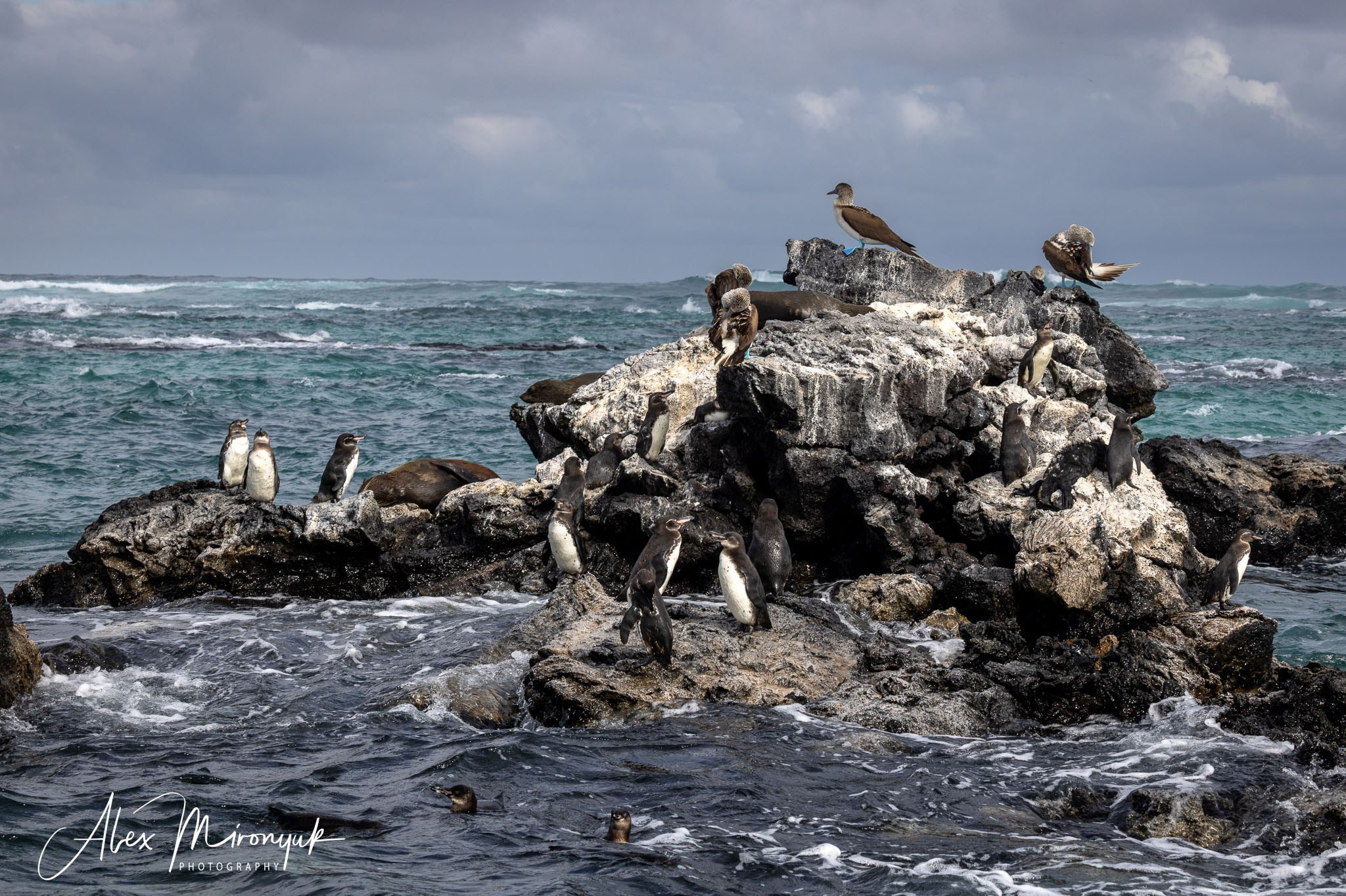 Galapagos Islands Adventure. Pet, Senior, Landscape, portrait studio, photographer in Miami and Sou