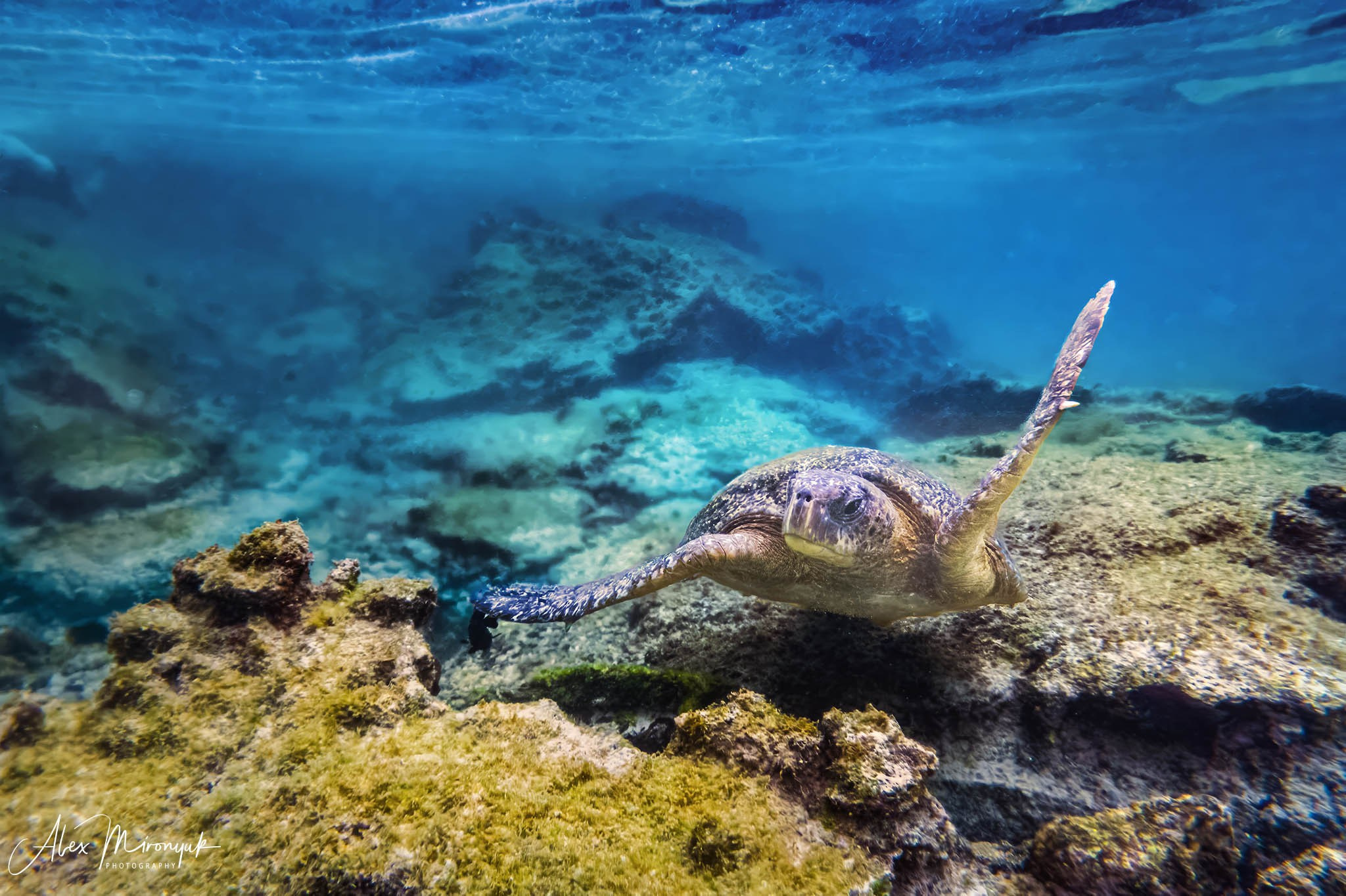 Galapagos Islands Adventure. Pet, Senior, Landscape, portrait studio, photographer in Miami and Sou