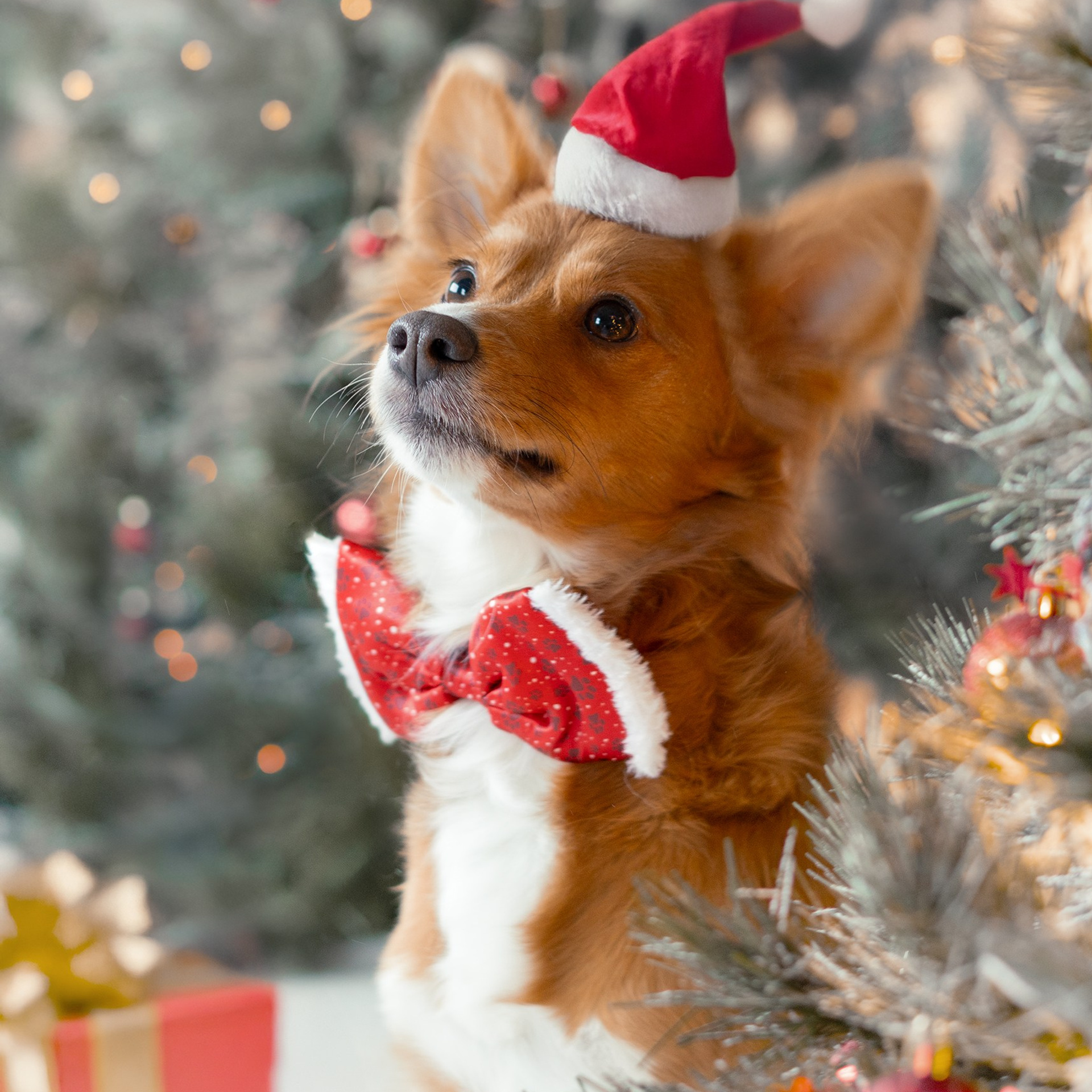 Photoshooting dog, studio fotografico, fotogafia cani a Riccione. Fotografa a Riccione, ritratti di bambini e famiglia, animali domestici