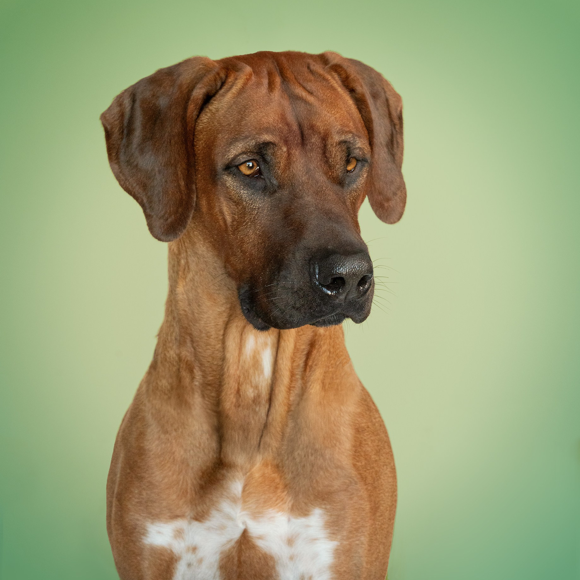 TESTIMONIANZE. Fotografa a Riccione, ritratti di bambini e famiglia, animali domestici