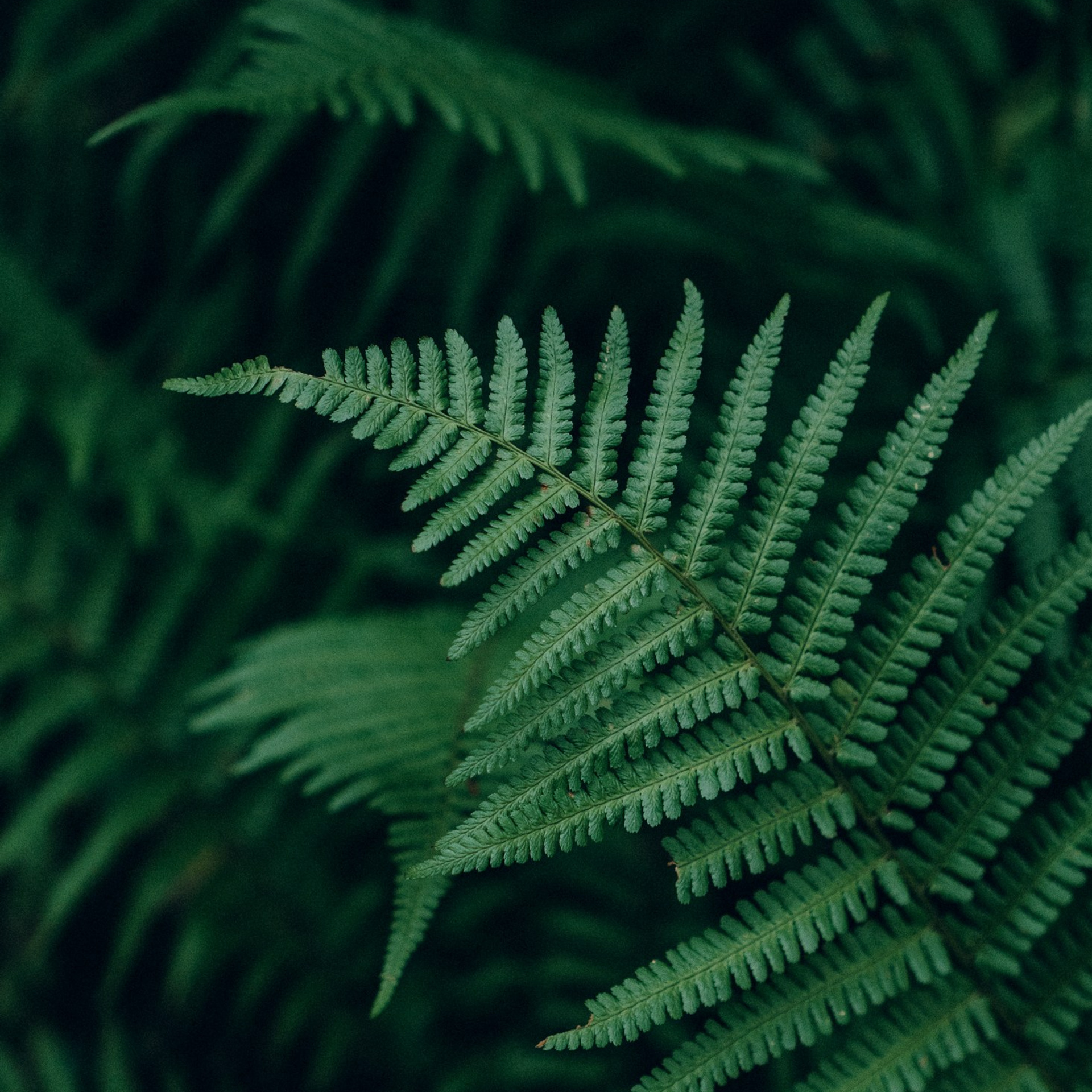 Отзывы. Свадебный, семейный и портретный фотограф в Дрездене | Ольга Гантман