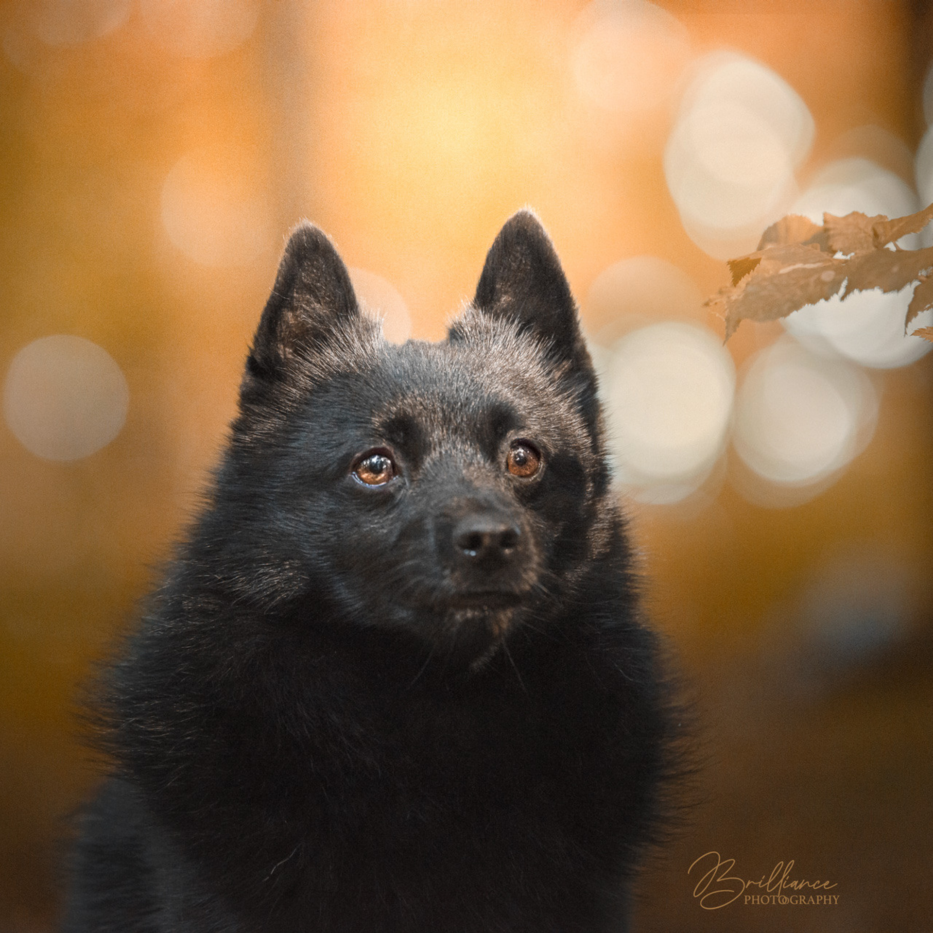 Tierfotografie und Familienfotografie in der Hallertau