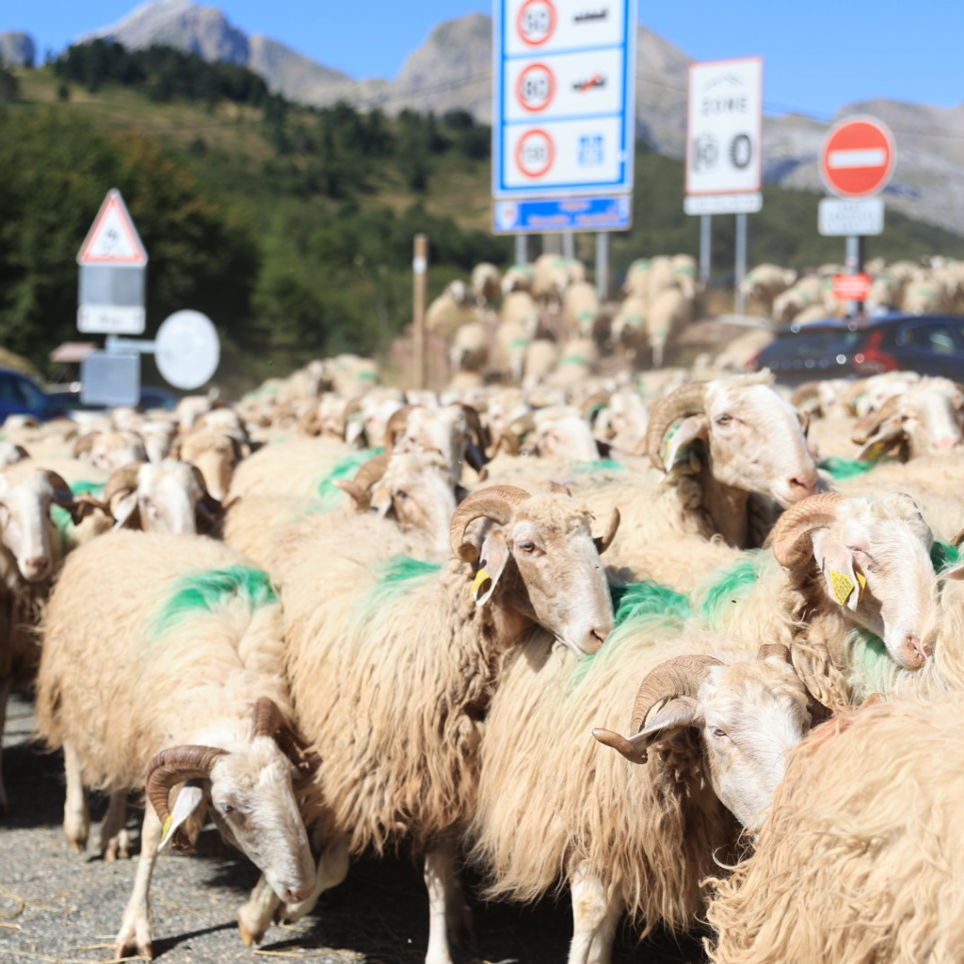 Opiniones. Fotografía de Eventos, Embarazo y Familiar en Pirineos