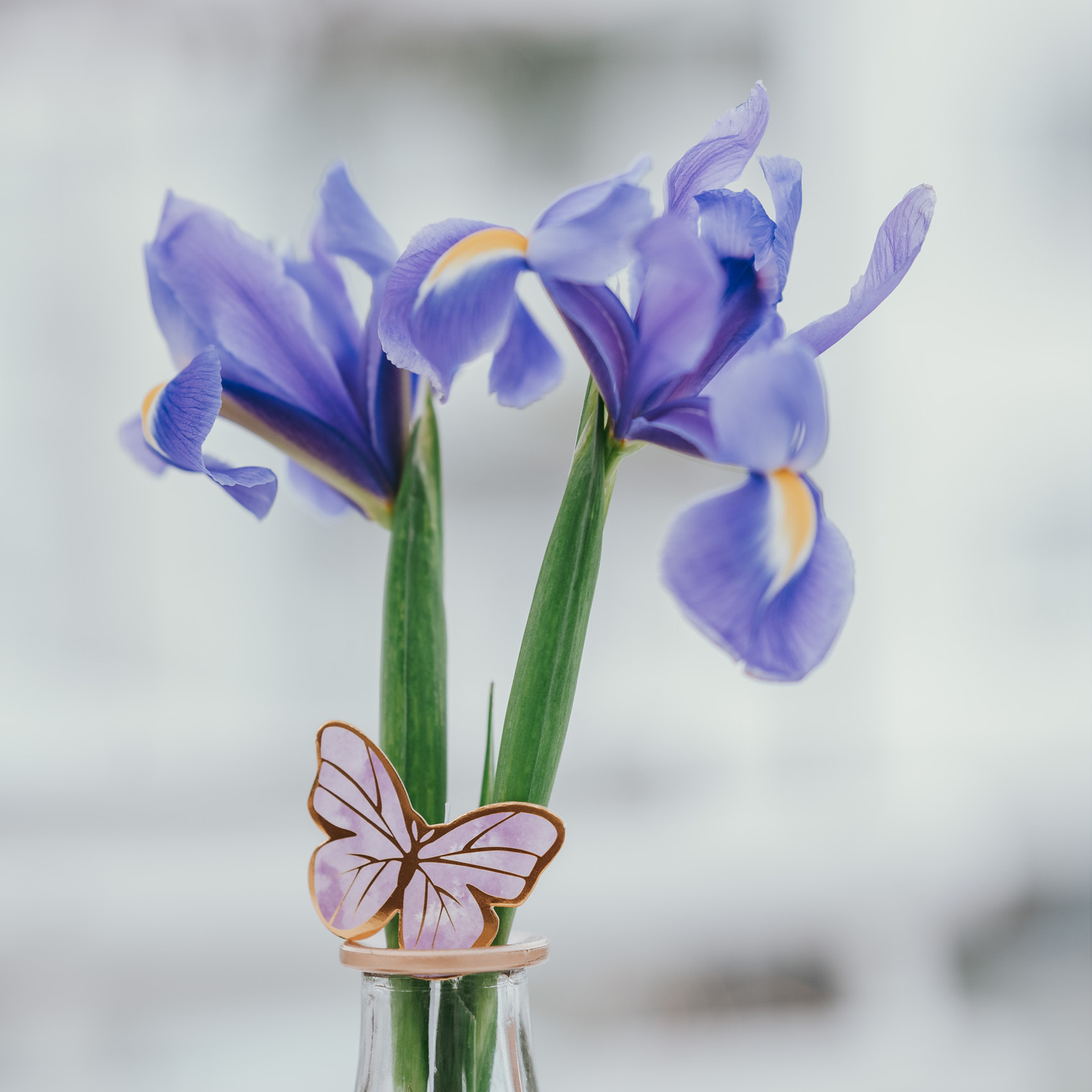 Vaši utisci. Deciji i porodicni fotograf u Beogradu Oksana Skendzic