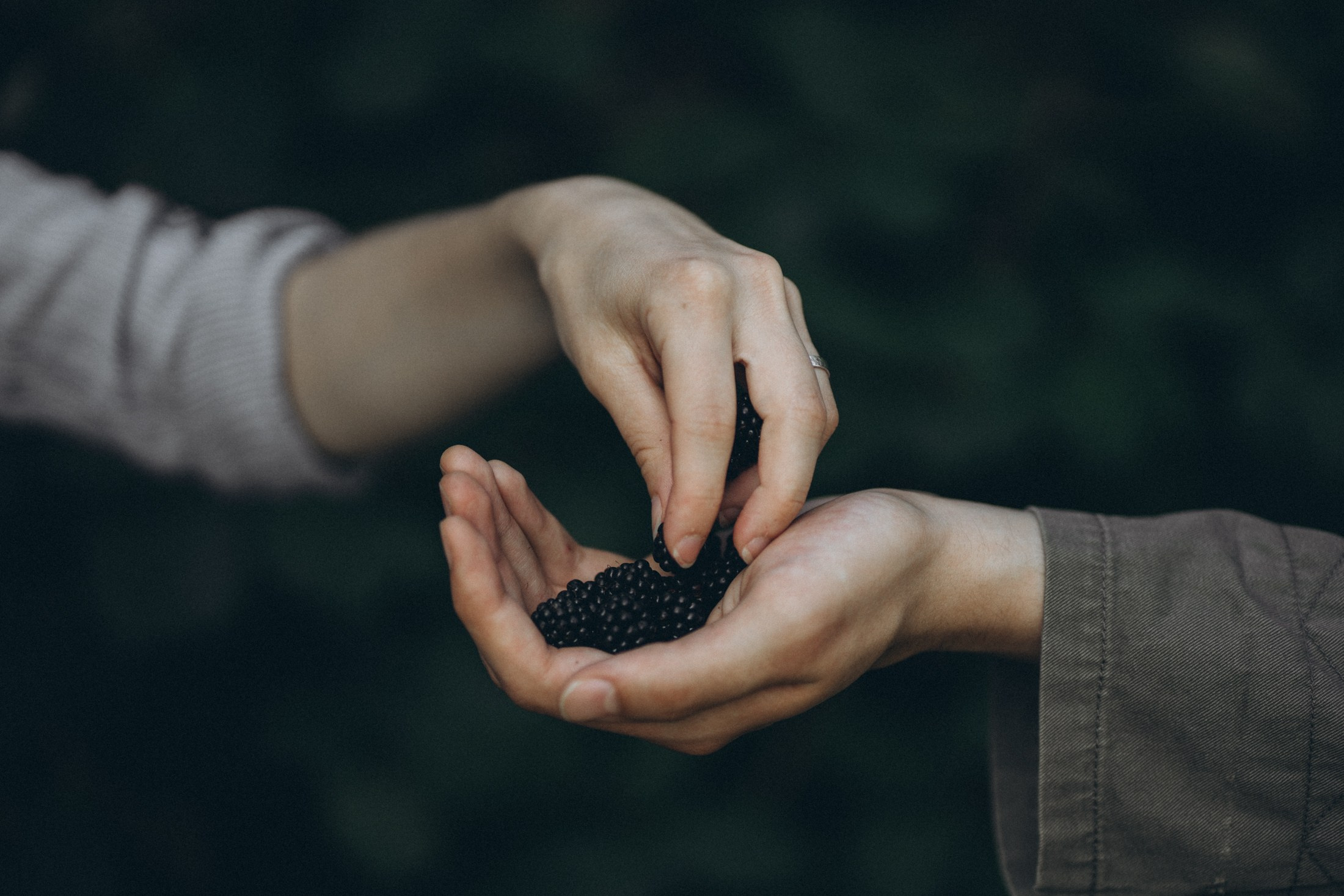 Paarshooting Dresden – symbolisches Foto von Händen mit Beeren, kreative und emotionale Lovestory-Fotografie