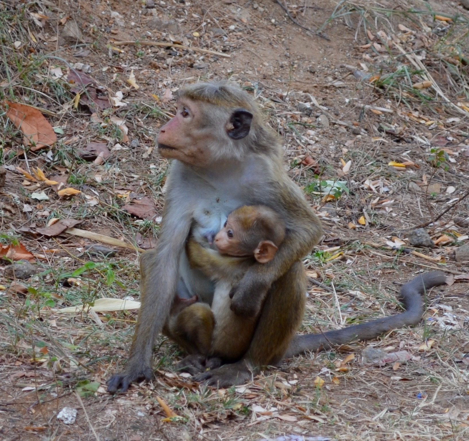 Sri Lanka — Maldives. Milok et Kirok sont des gens positifs et réels. Nous serons ravis de v
