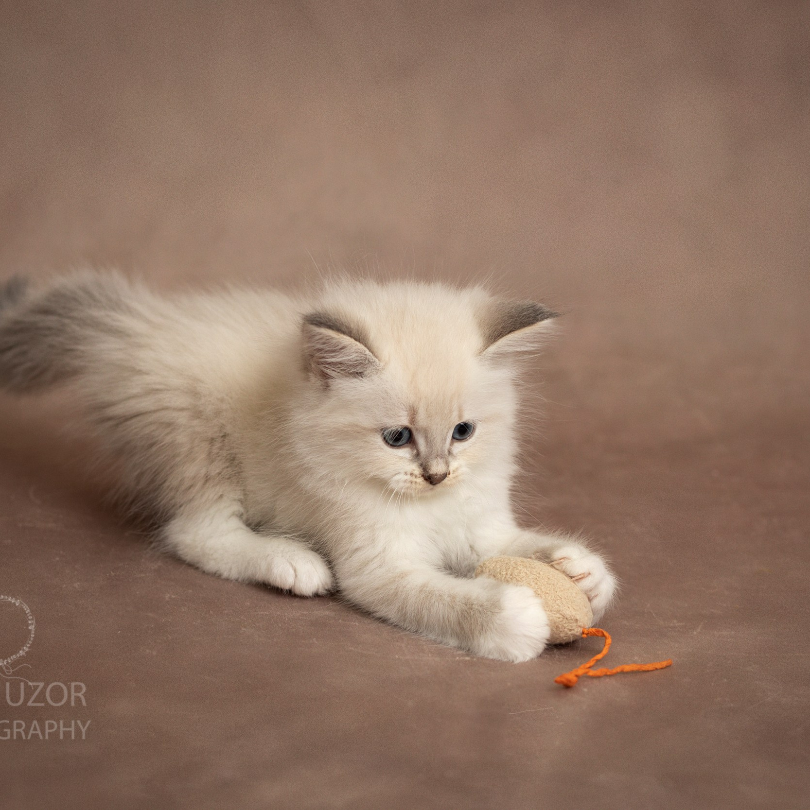 Pets photographer based in Stevenage, Hertfordshire. Stevenage, Hertfordshire family, maternity and newborn photographer