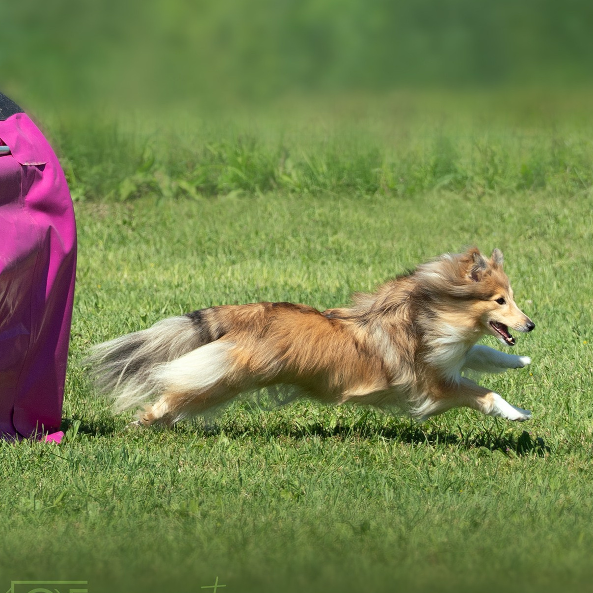 Fotografa Olga Frolova ha catturato Un cane che corre su un prato vicino a un tunnel viola numerato con il numero 10, parte di un percorso di agilità. Il cane sembra concentrato e in movimento, mostrando l'entusiasmo e la destrezza tipici di questa disciplina sportiva. La gara Hoppers Cattolica, Rimini.