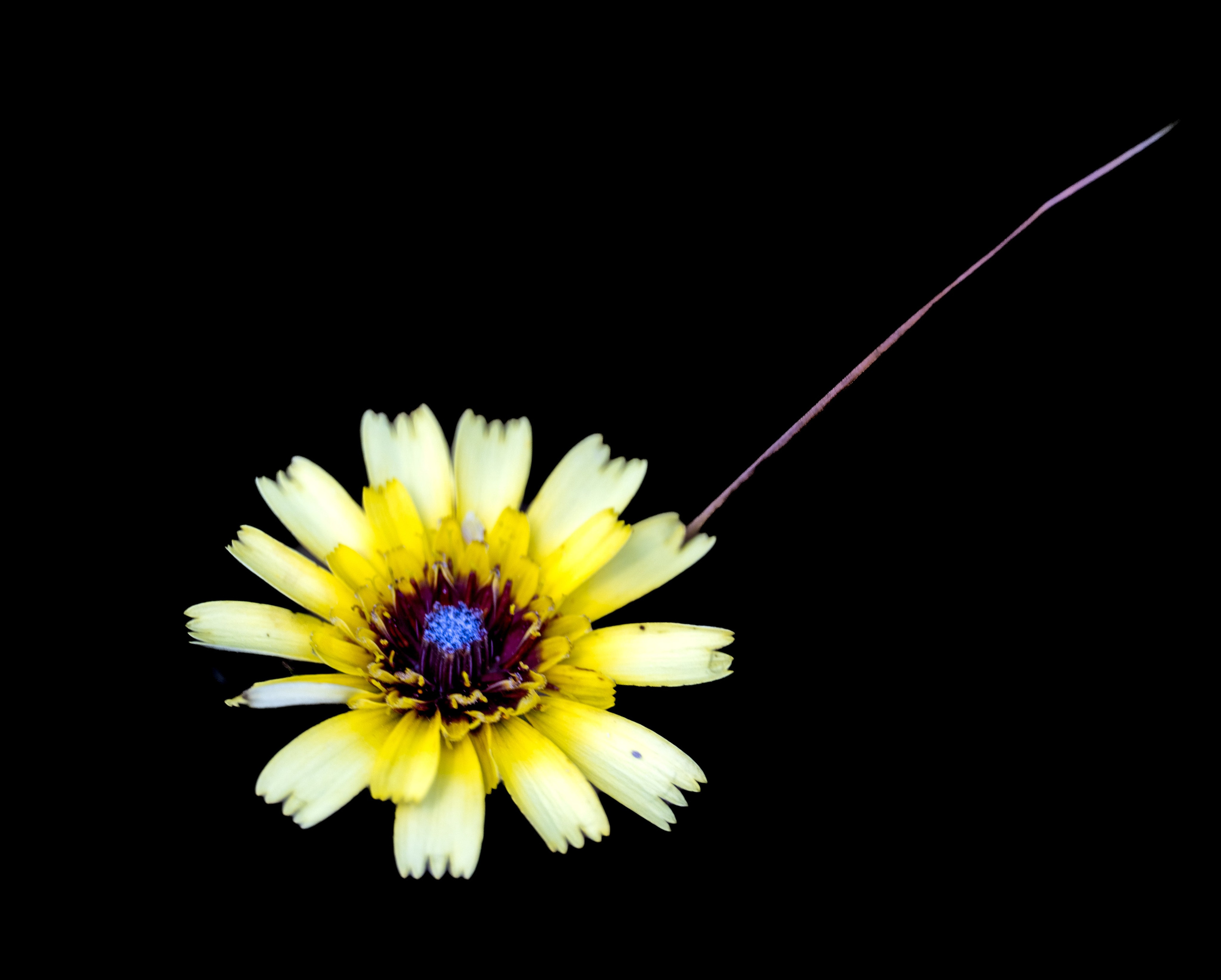 Hi, my name is Eric T and I am Iris photographer