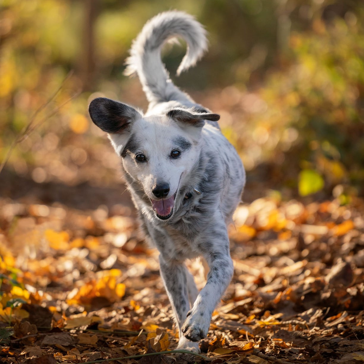 foto artistiche cani художественная фотография собак в римини и риччоне