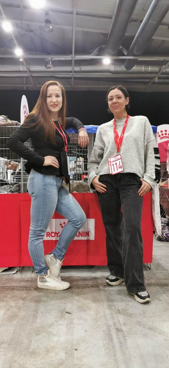 Bulgaria, Sofia 12-13/11/2022. Εκτροφείο βρετανικής κοντότριχης γάτας στην Ελλάδα, χρυσή βρετανική γά