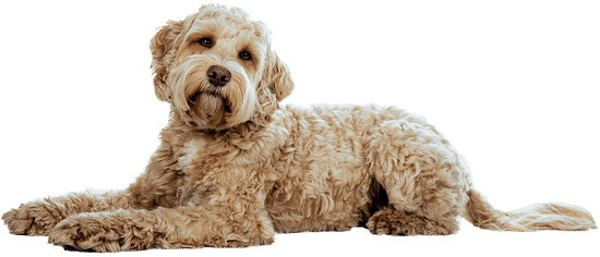 Perros Lindos. Yuliia Foto