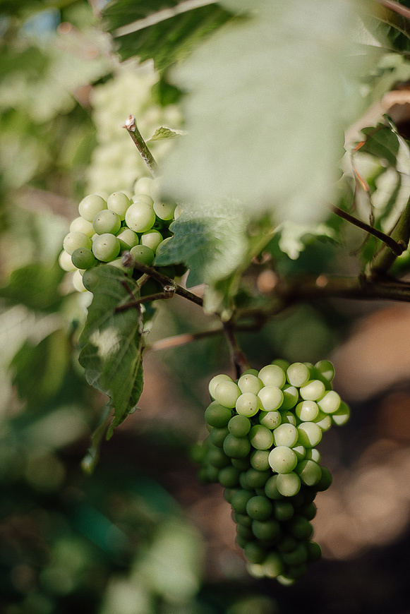 Nathalie Liebart Champagne. Ksenia Marchand/ Lifestyle photographer in Paris
