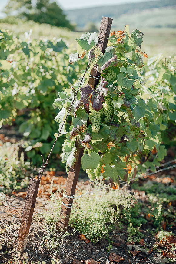 Nathalie Liebart Champagne. Ksenia Marchand/ Lifestyle photographer in Paris