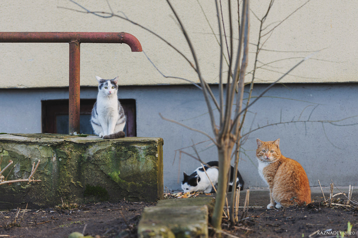 Kurs historii fotografii