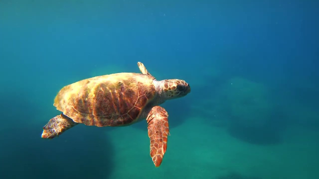 Utomlands. Bröllopsfoto, foto, flygfoto i Stockholm