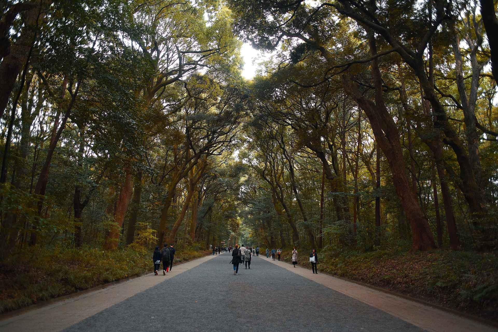 Tokyo Travel Photography Guide: Best Districts, Attractions & Tips