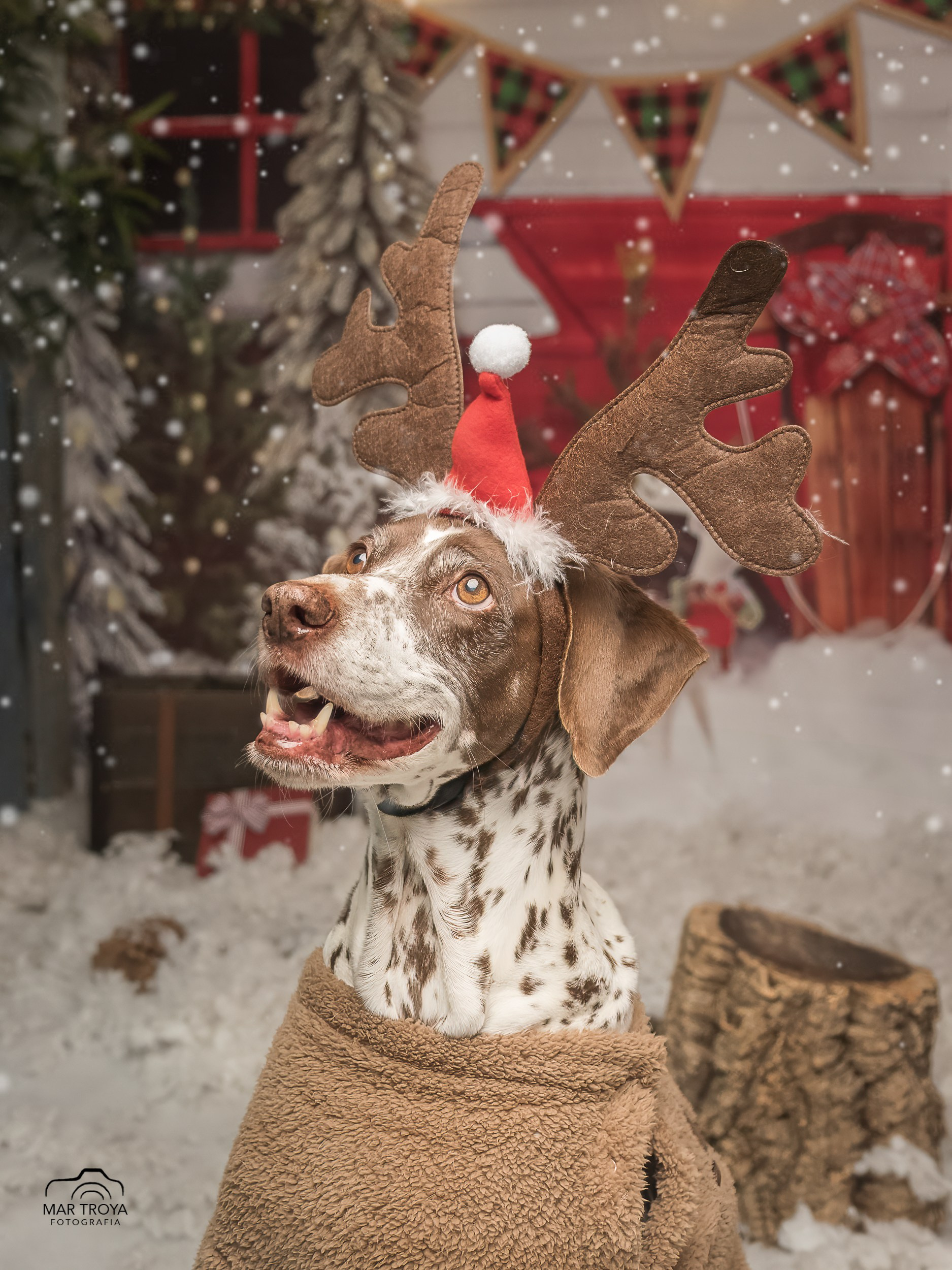Navidad 2025. Fotos con huella, fotografía de perros y mascotas en Sevilla