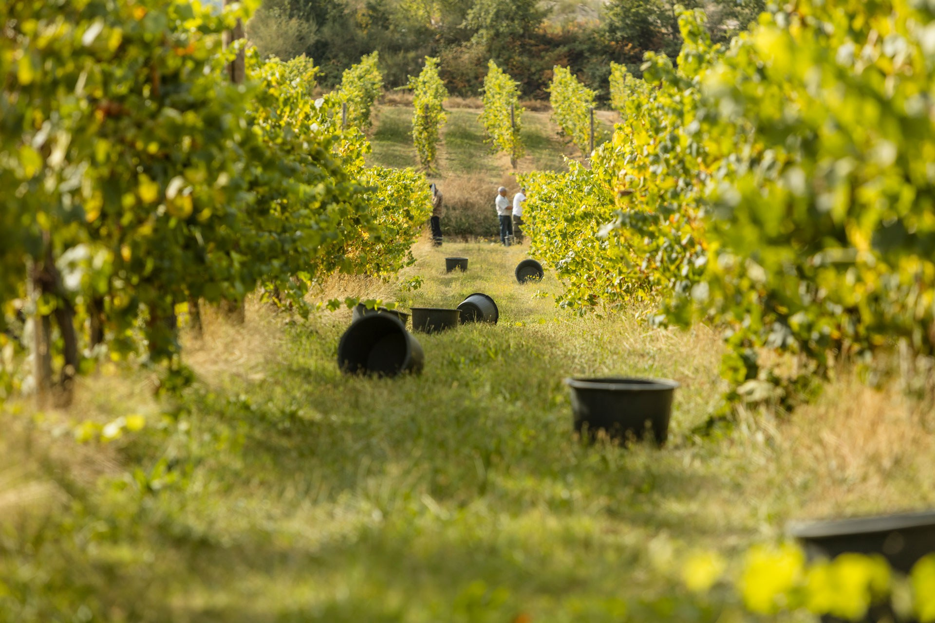 Винью Верде: путешествие на север