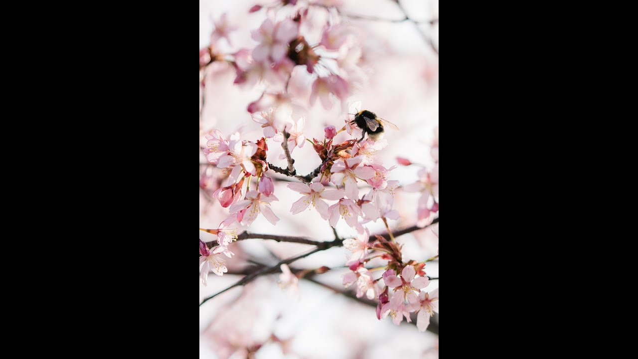 Kuvaus kirsikkapuistossa