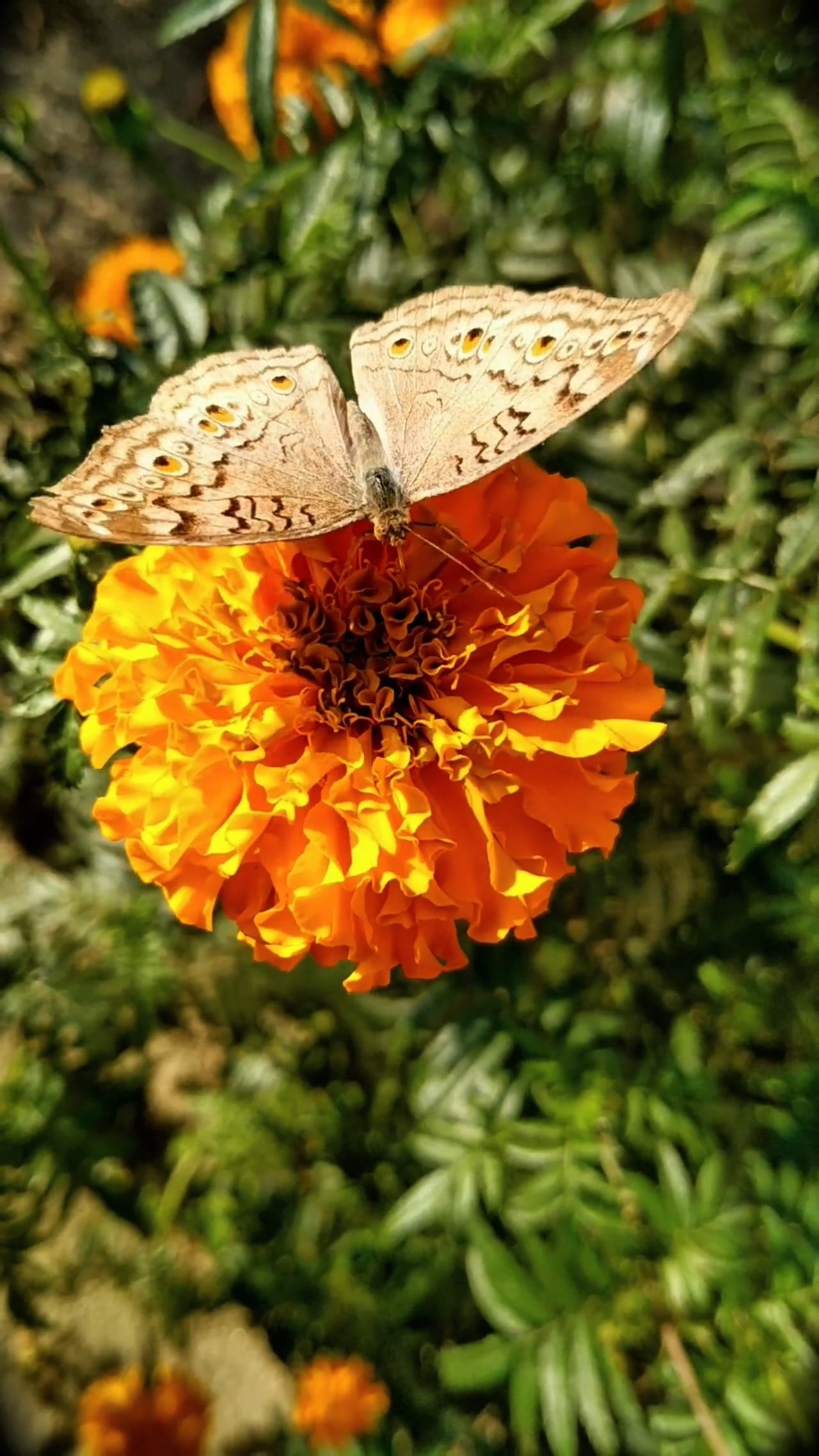 Hotels. Визуално популяризиране на бизнеса в Бургас, Юлия Начева