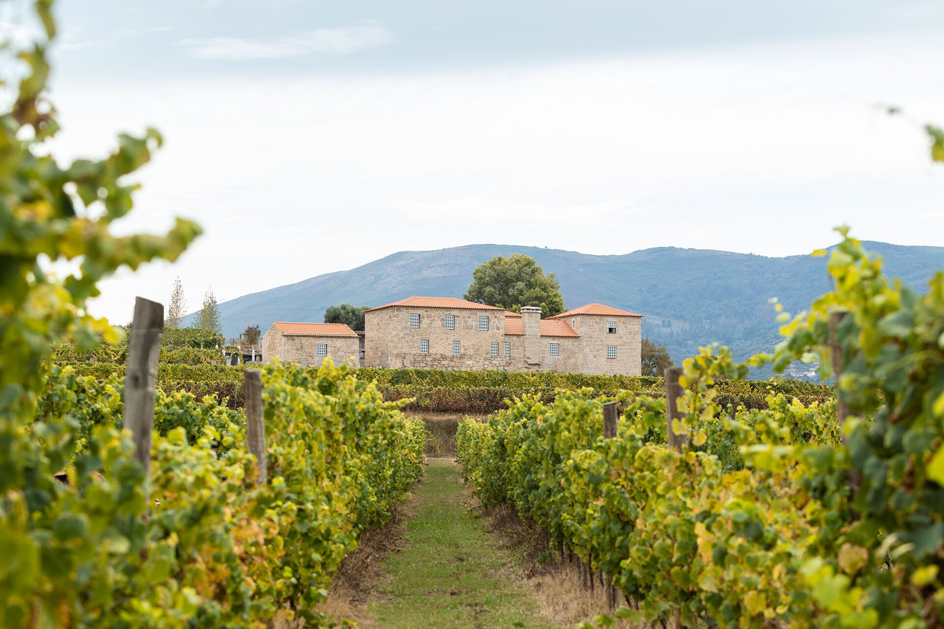 Винью Верде: путешествие на север