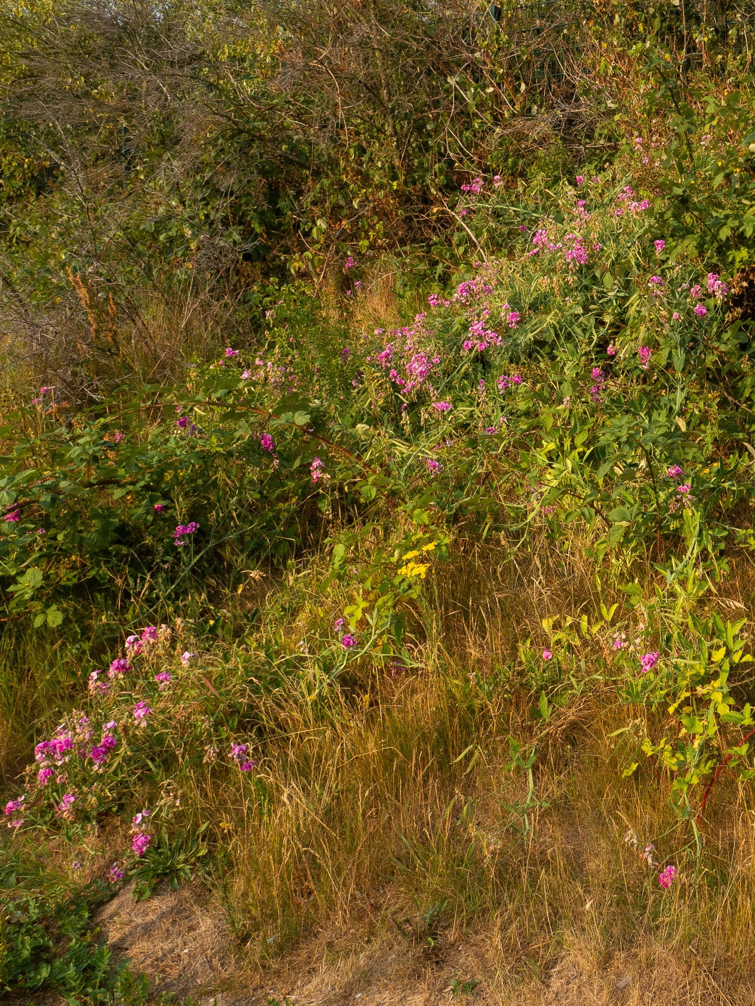 Arrival. Anastasia Musinova