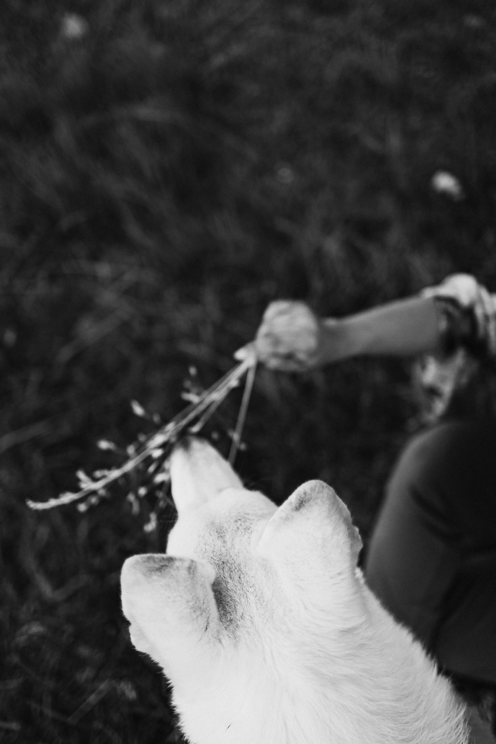 С домашними питомцами