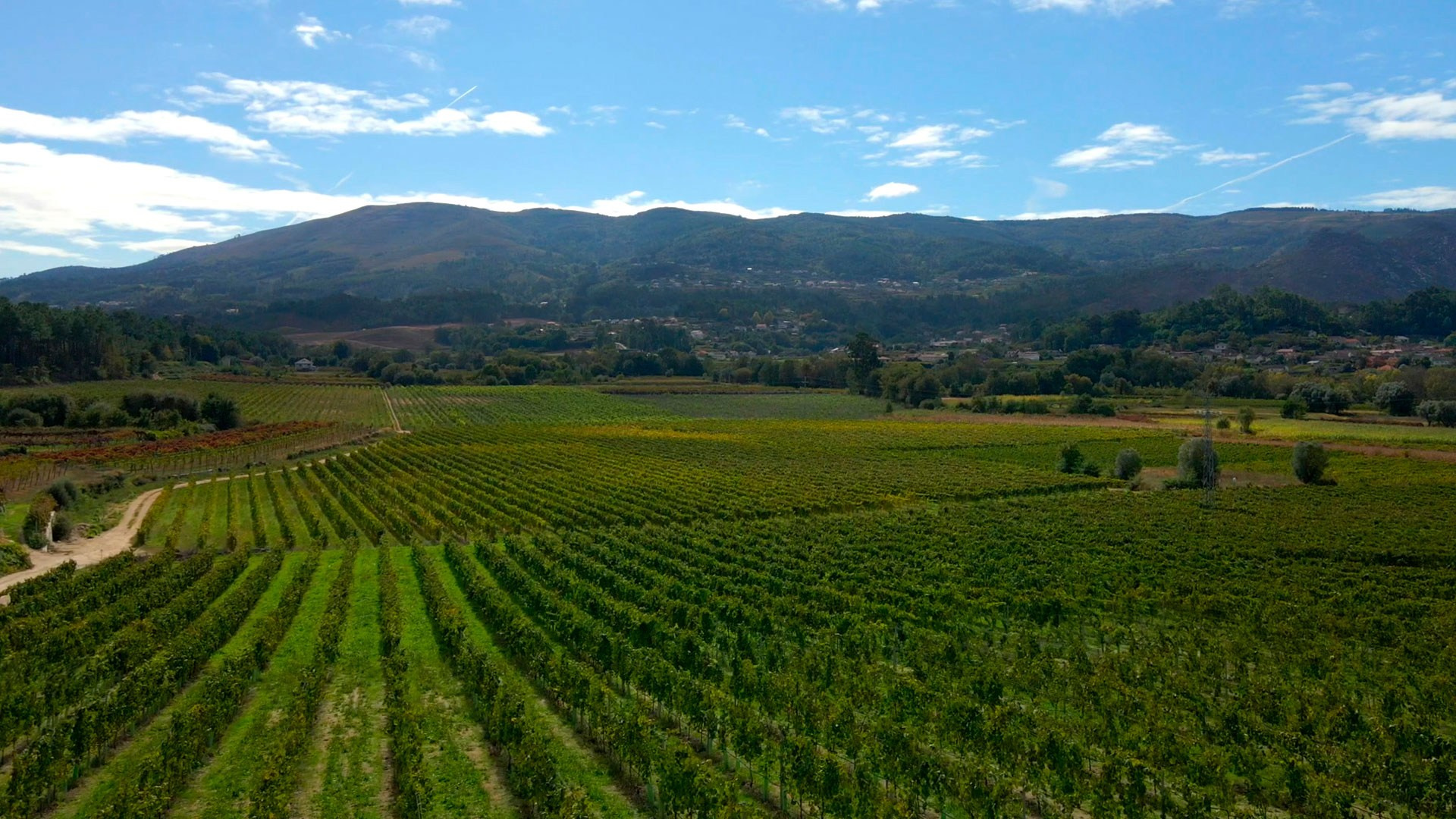 Винью Верде: путешествие на север