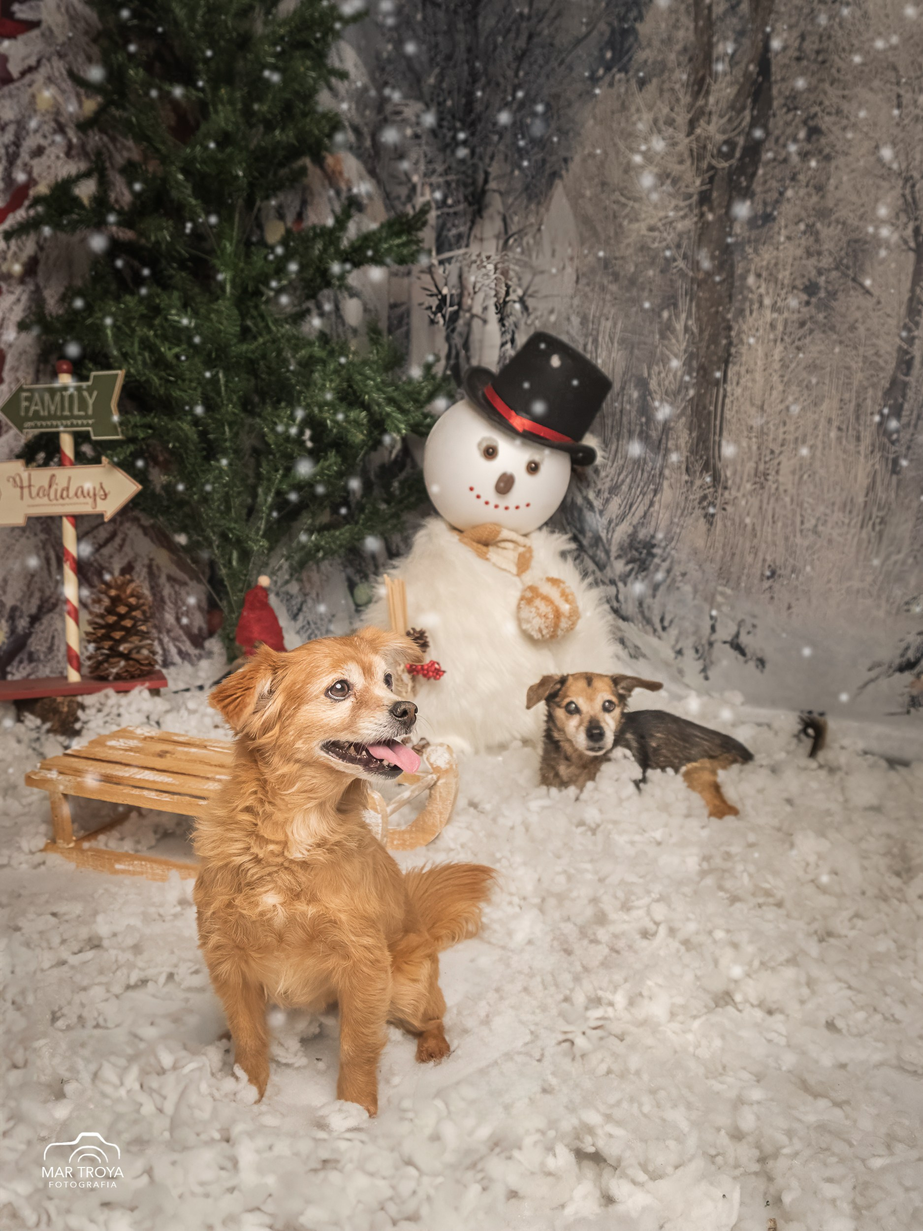 Navidad 2025. Fotos con huella, fotografía de perros y mascotas en Sevilla