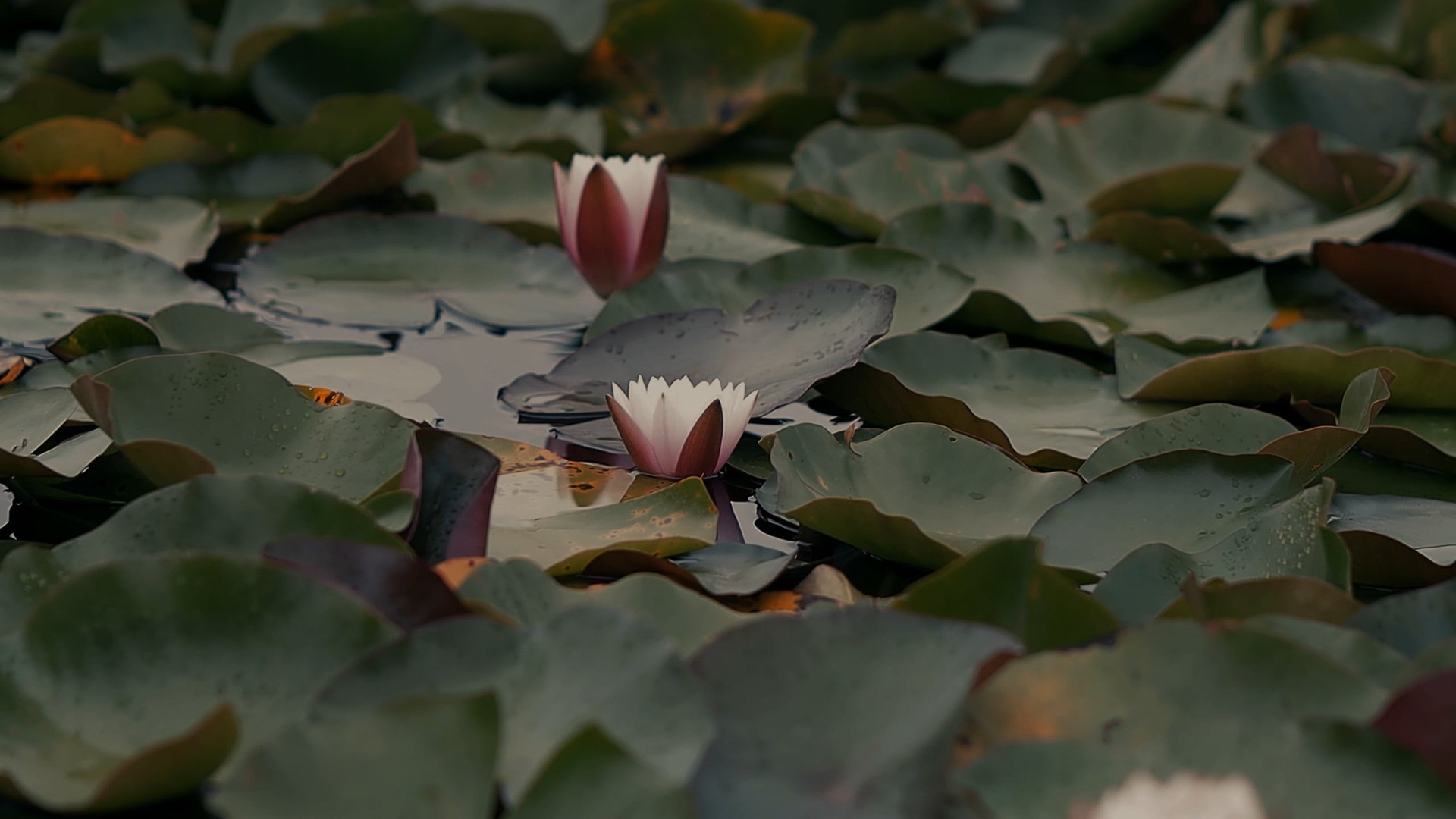 Anastasia & Johahn. Khanoffilm