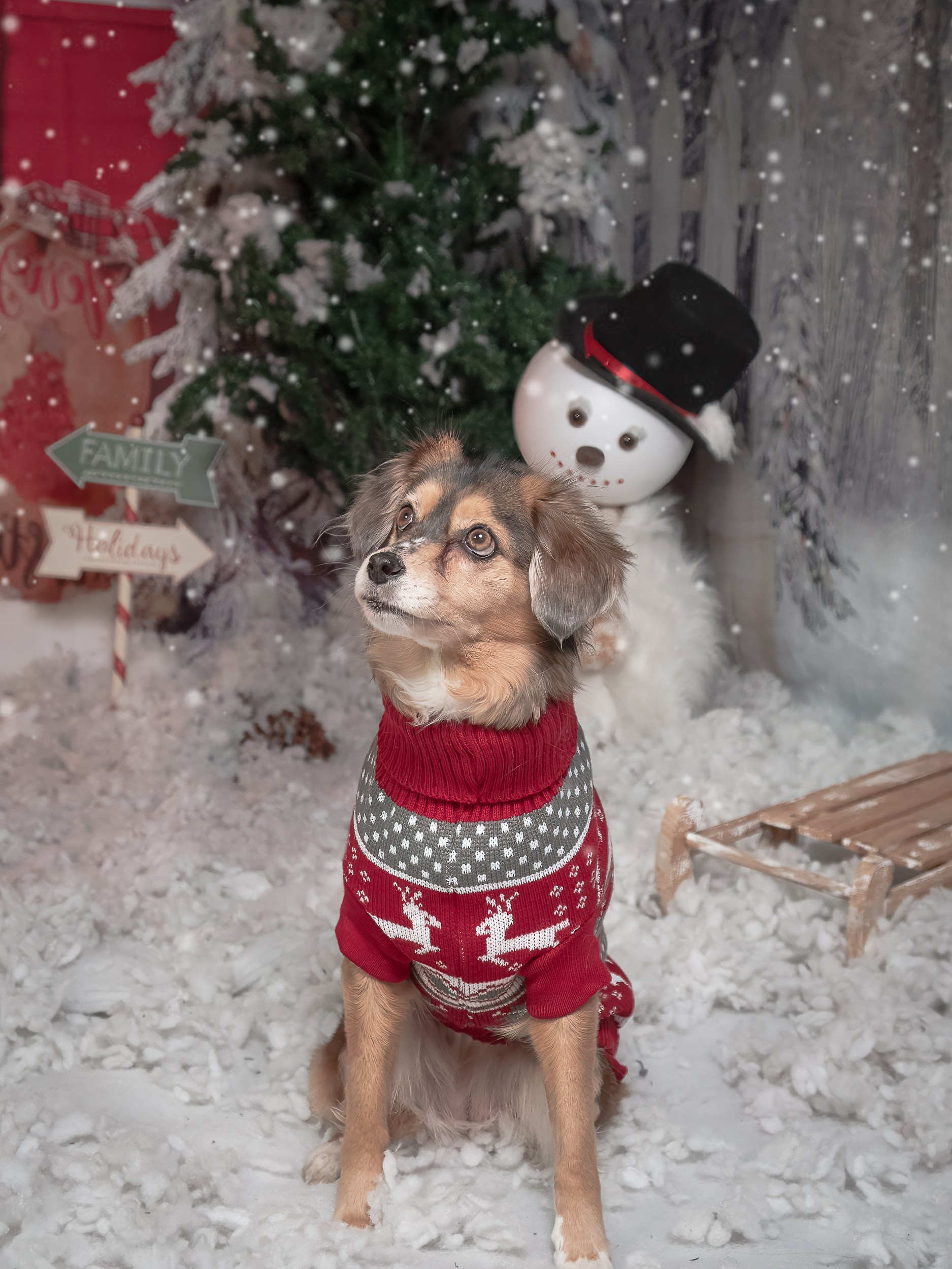 Navidad 2025. Fotos con huella, fotografía de perros y mascotas en Sevilla