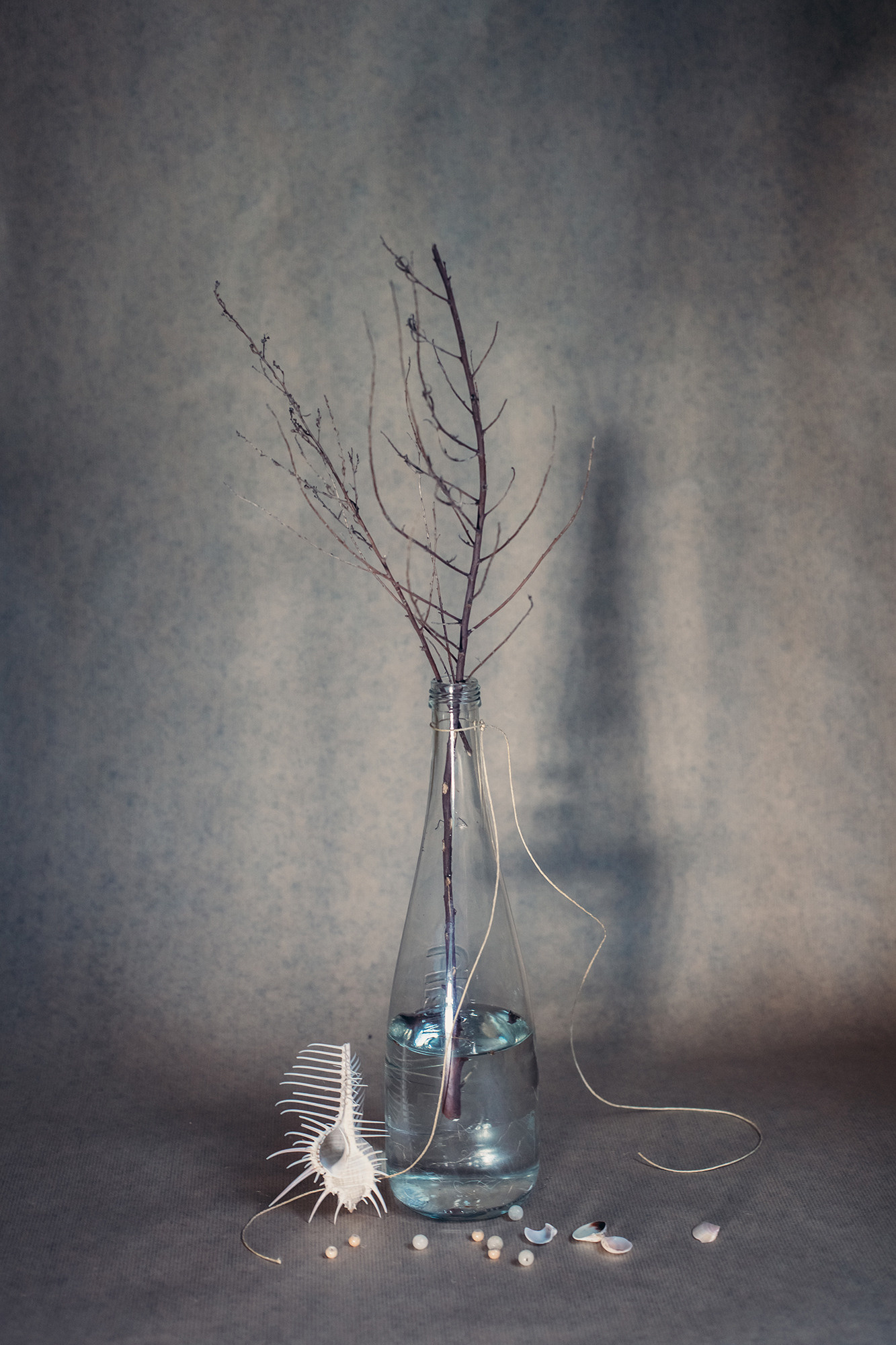 Spine of Venus. Lolly Shine. Contemporary digital artist