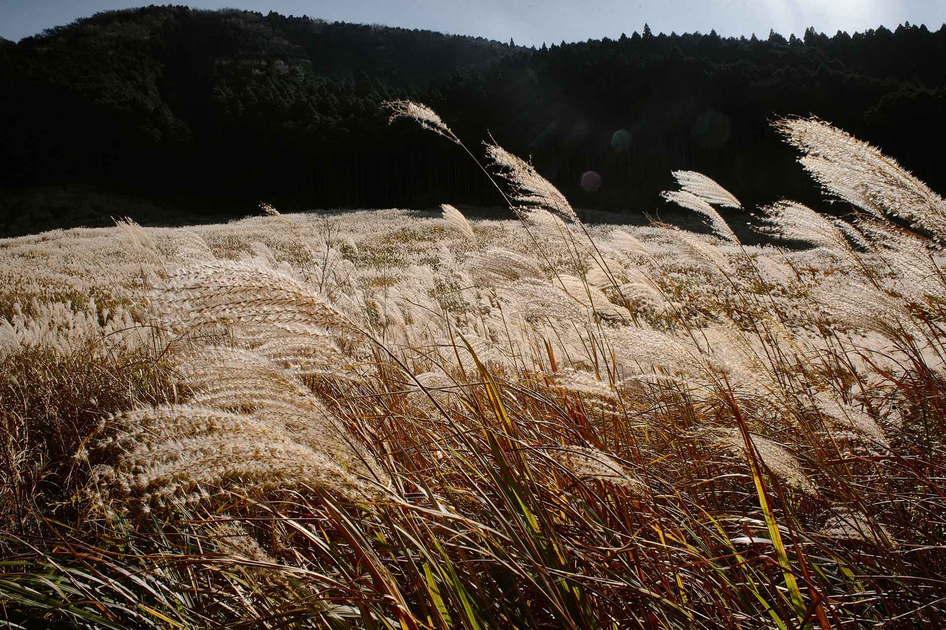 Travel Photography in Hakone & Nikko
