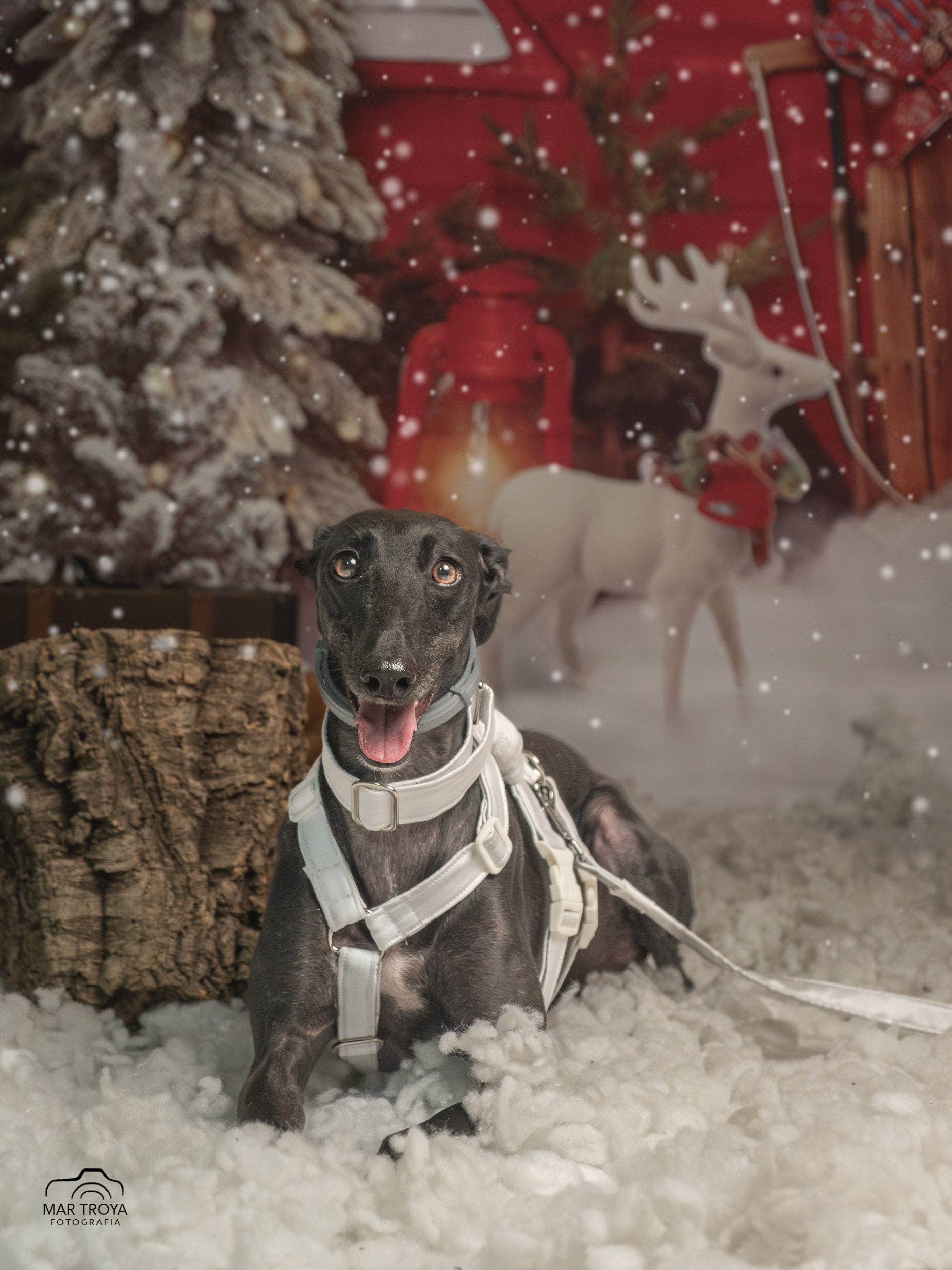 Navidad 2025. Fotos con huella, fotografía de perros y mascotas en Sevilla