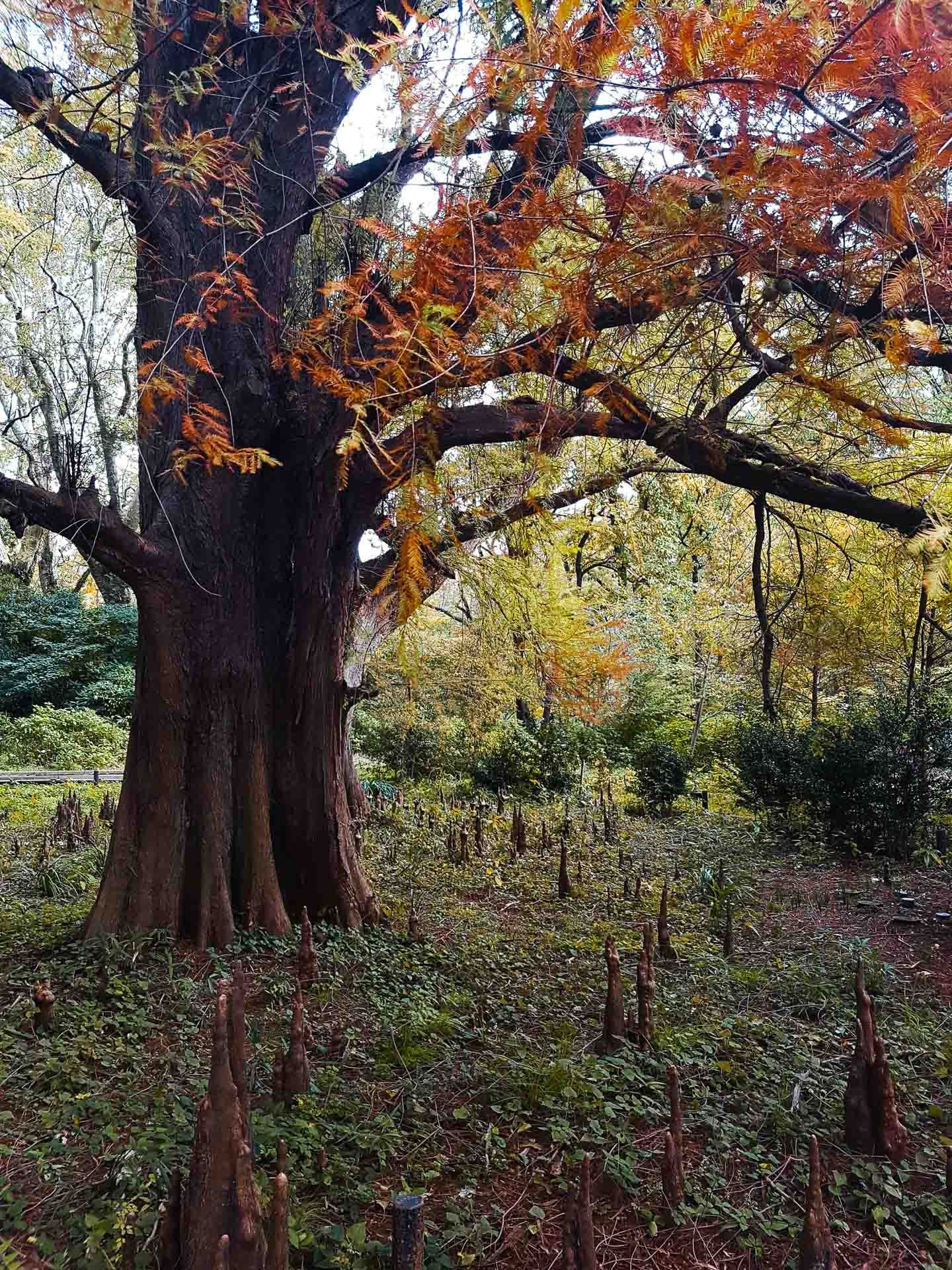 Tokyo Travel Photography Guide: Best Districts, Attractions & Tips