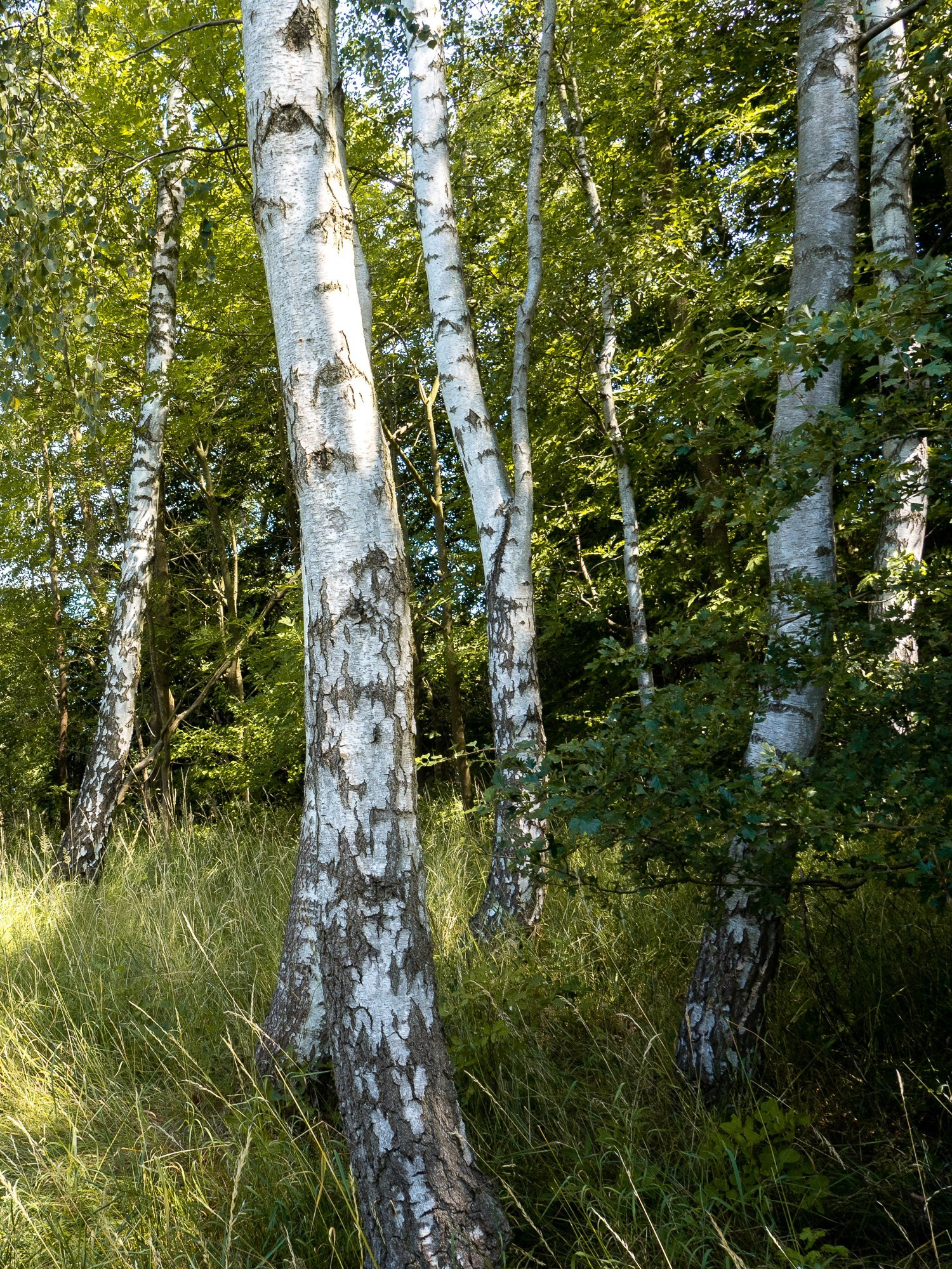 Arrival. Anastasia Musinova