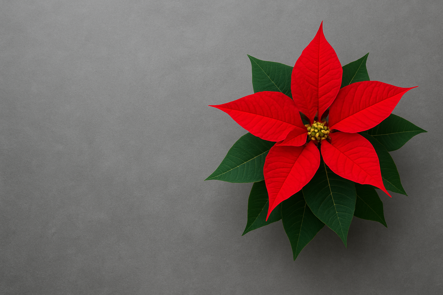 Akropolis Blomster | Din døgn blomsterbutik i Aarhus